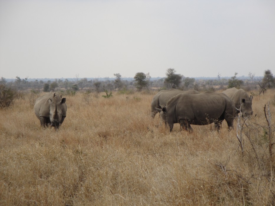 Weisse Rhinos im Kruger Nationalpark Weisse Rhinos im Kruger Nationalpark