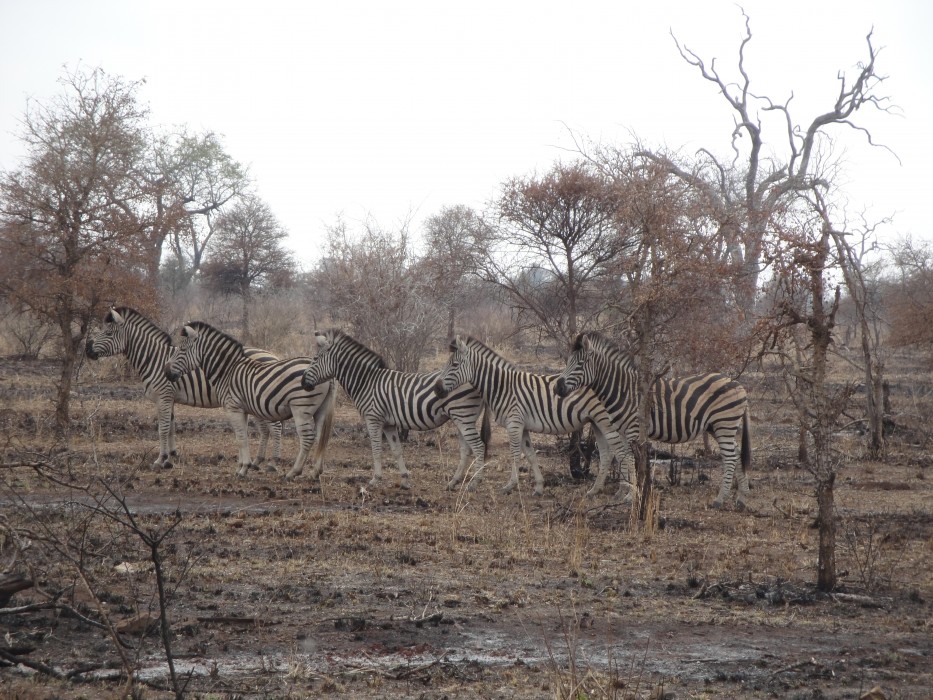 Zebras