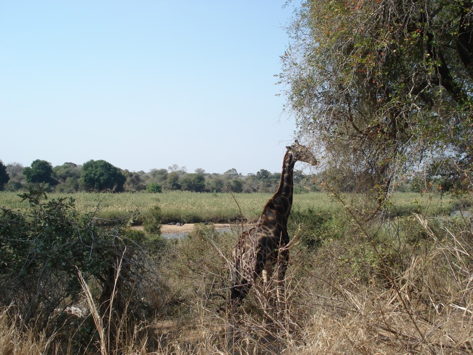 Giraffe am Sabie River im Kruger National Park Giraffe am Sabie River im Kruger National Park