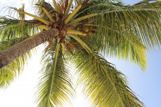 Palme auf Antigua Palme auf Antigua