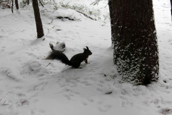 Eichhörnchen für Erheiterung Eichhörnchen für Erheiterung