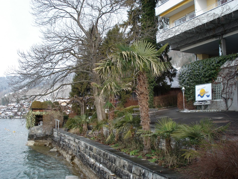 Palmen am Thunersee Palmen am Thunersee