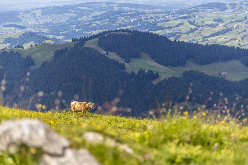 Ebenalp Kühe Alp