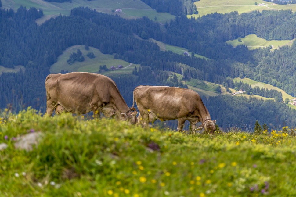 Appenzell Kühe-1