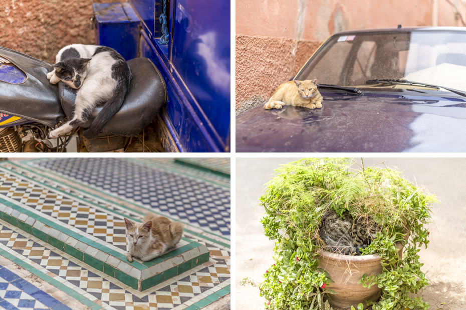 Cats-of-Marrakech