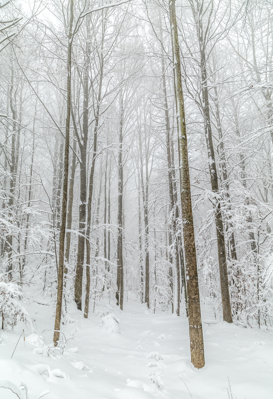 Wald-Schnee