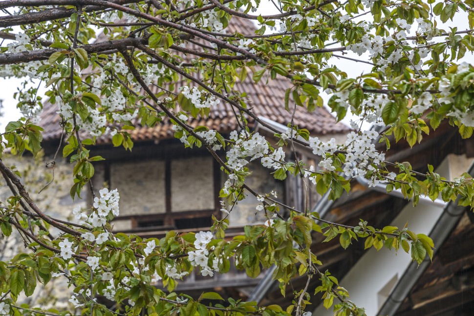 Vinschgau-Fruehling