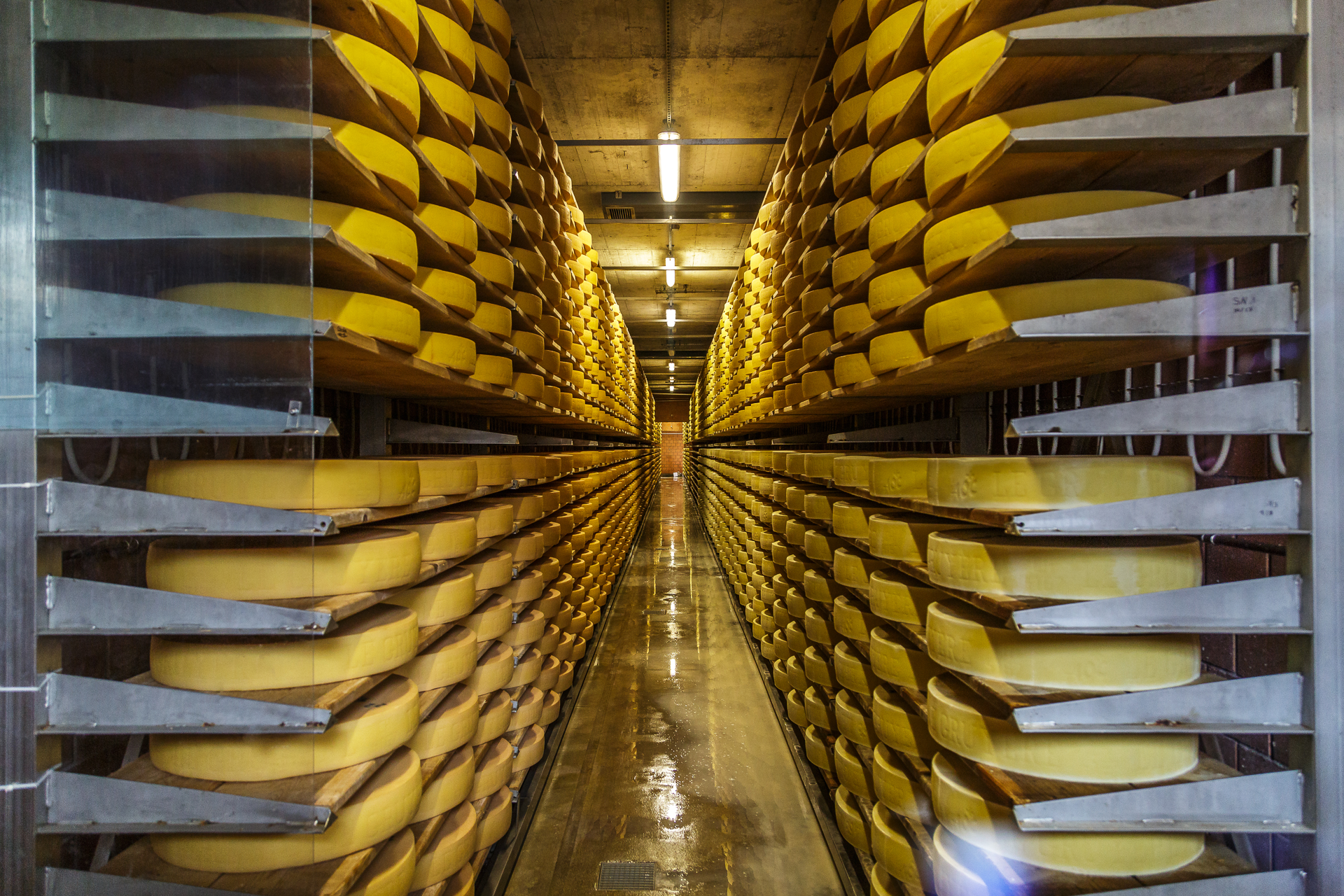 Greyerzer-Käse