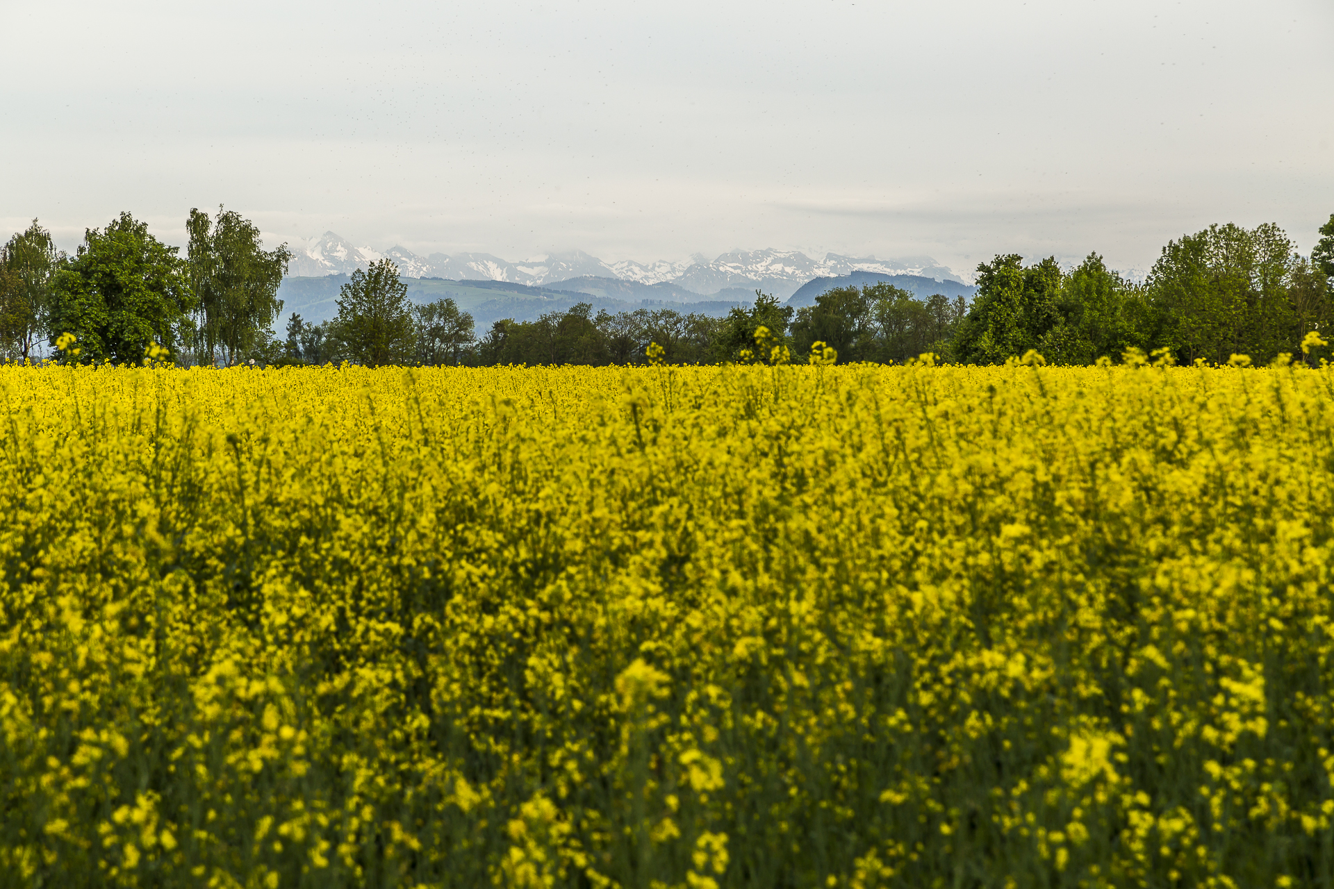 Raps-Greifensee