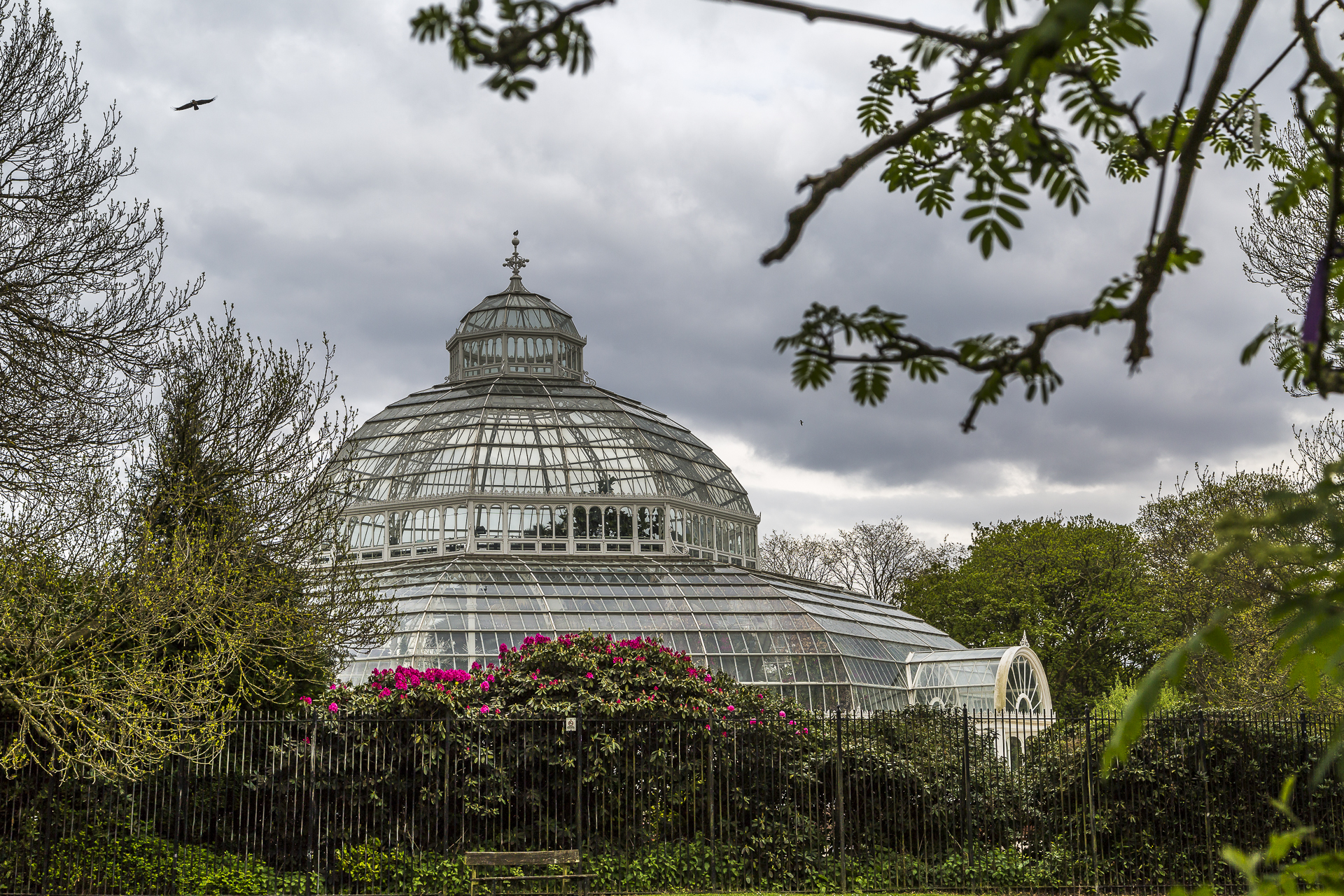 Sefton-Park-Palm-tree-house