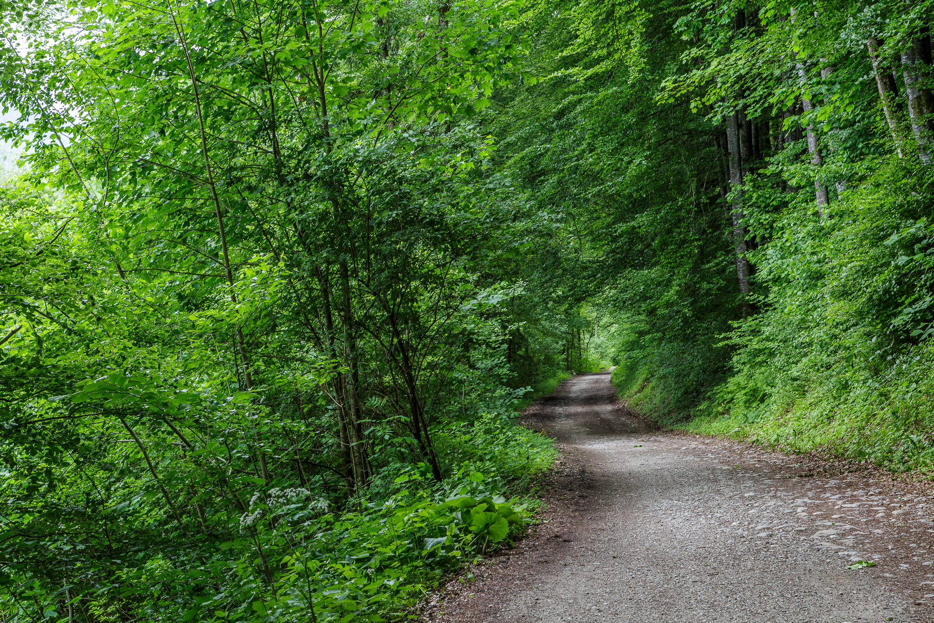 Wald-Broc