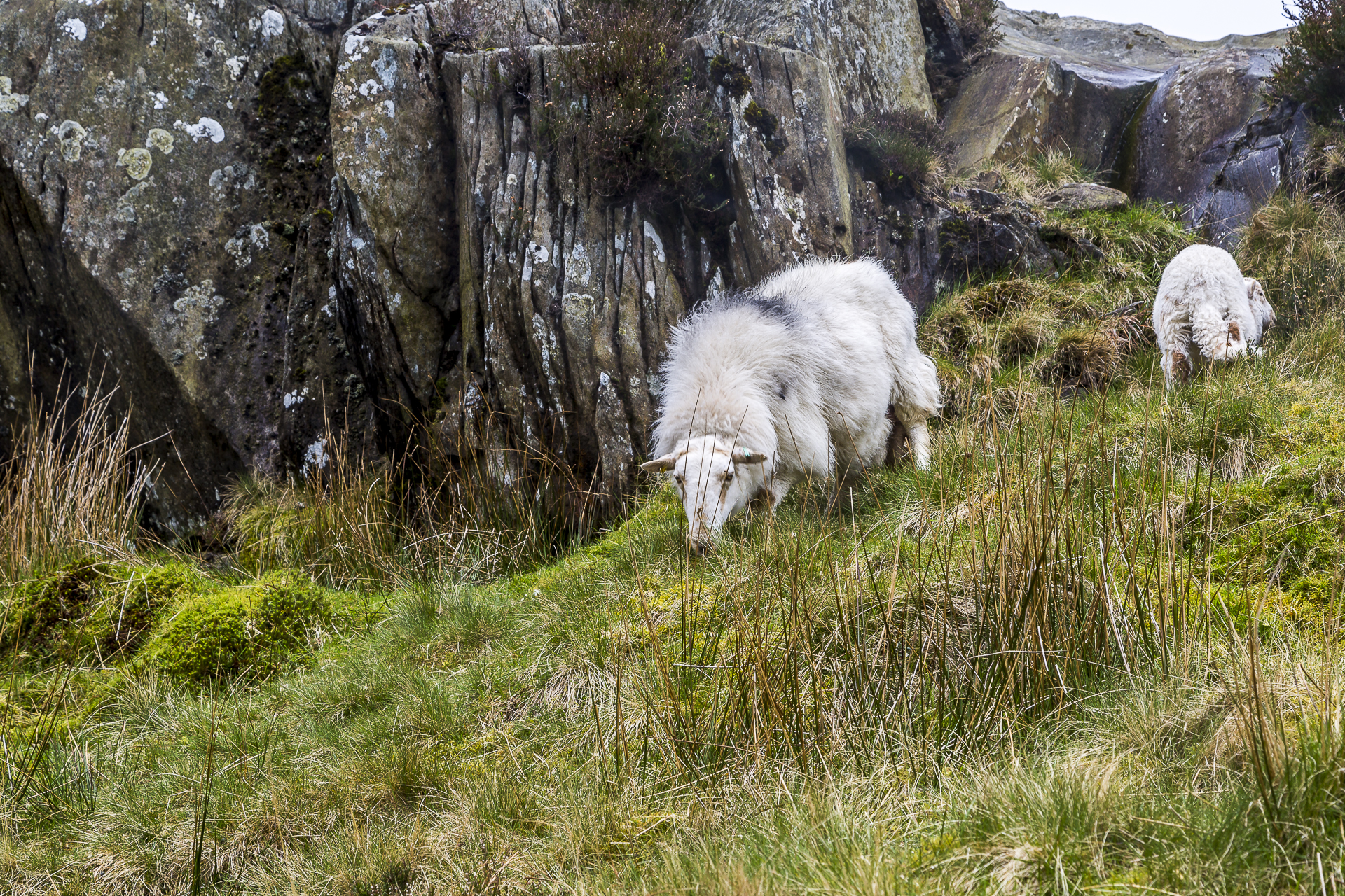 Wales-Schafe