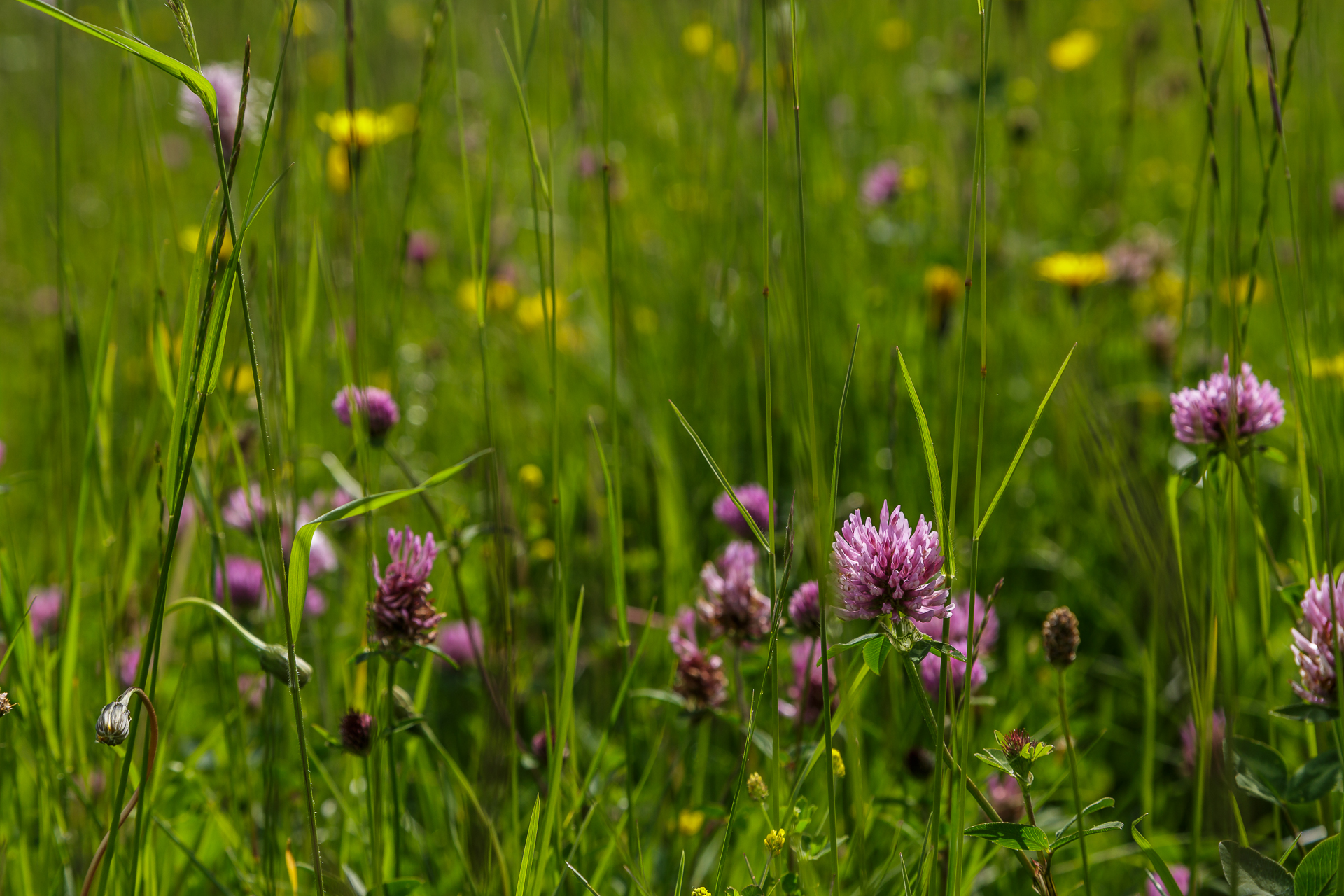 Wildblumen