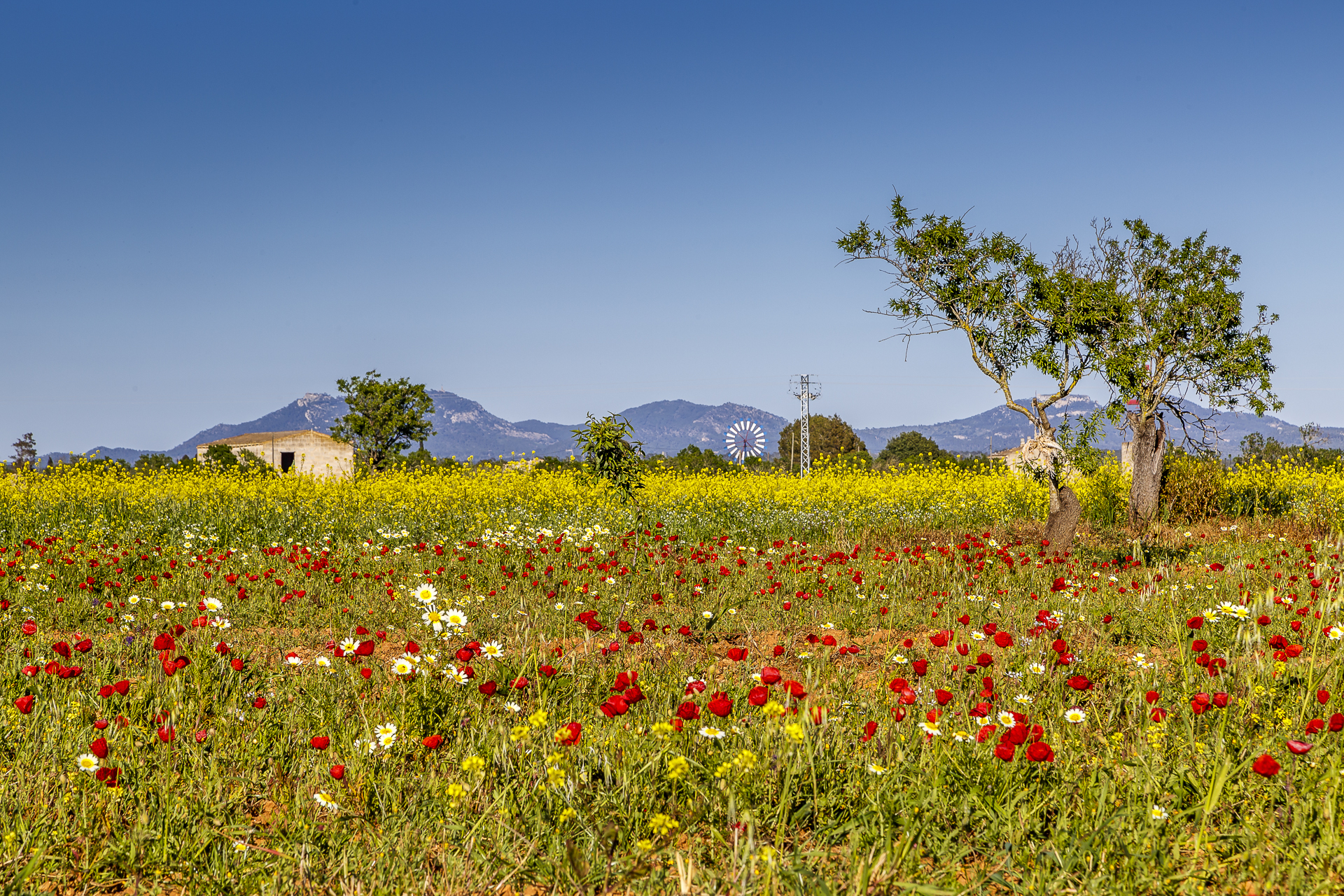 Windmuehlen-auf-Mallorca-1