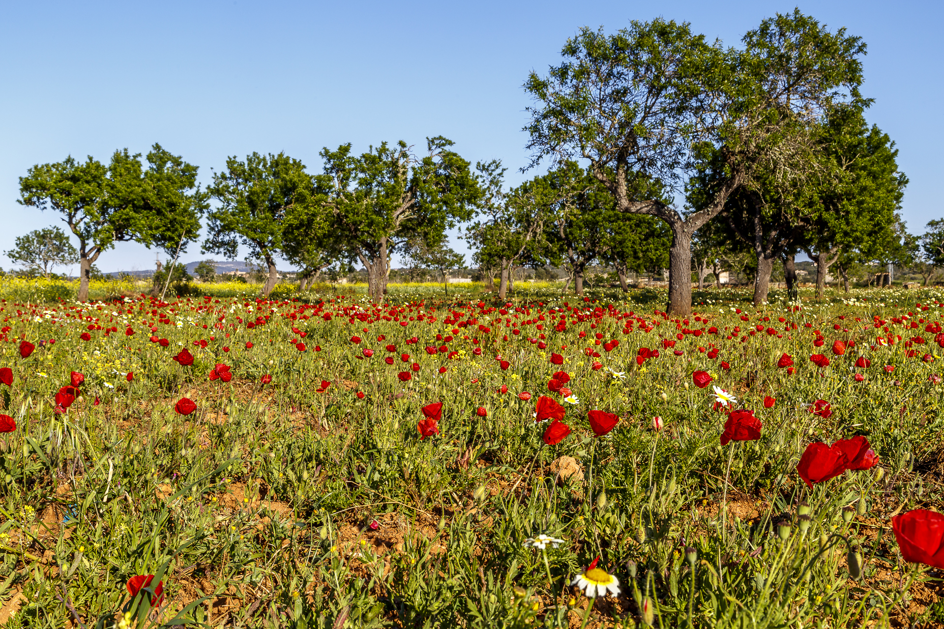 Windmuehlen-auf-Mallorca-2
