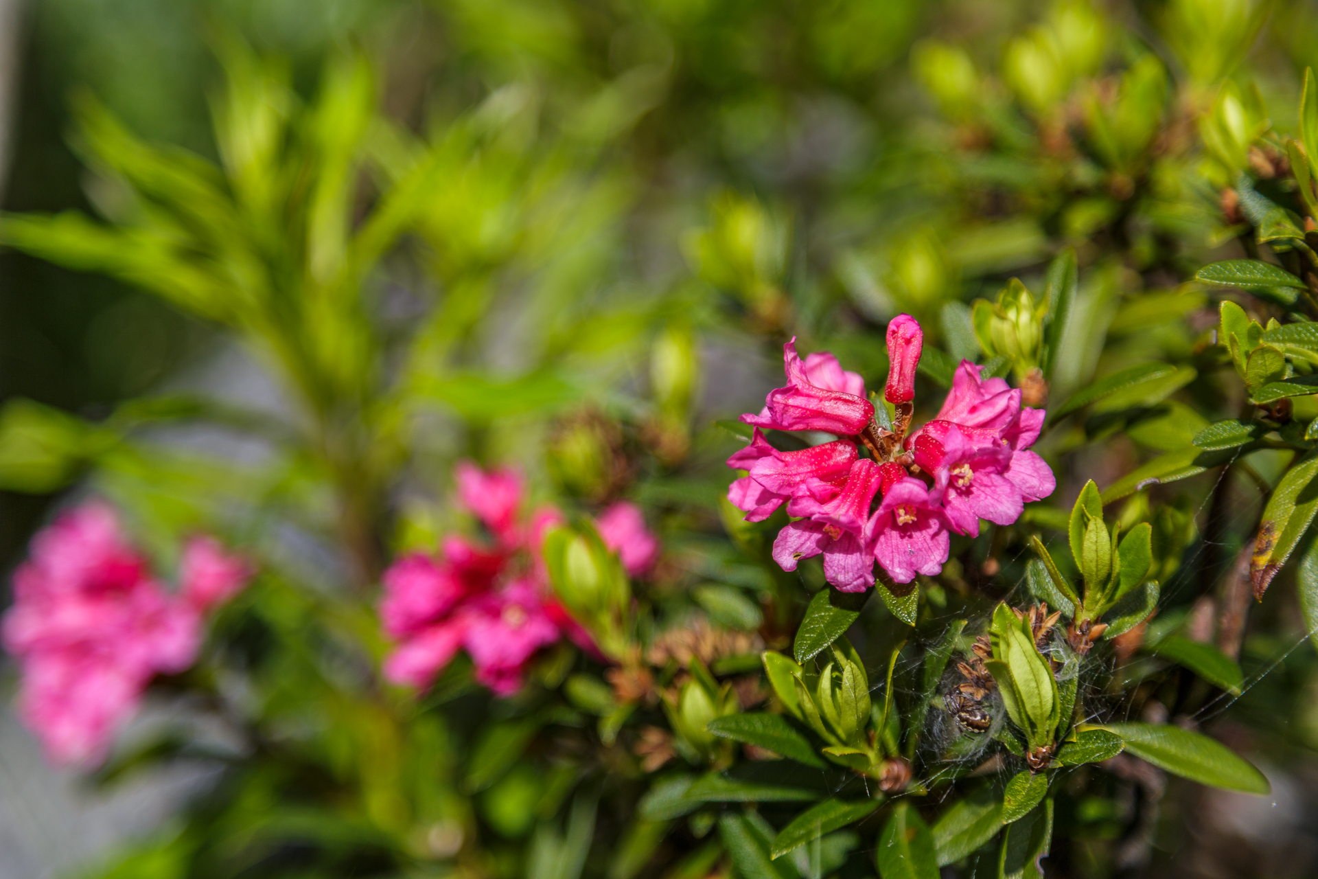 Bergfruehling-Alpenrosen
