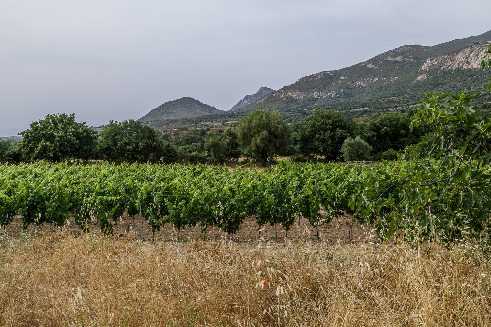 Domaine-Alzipratu-Reben