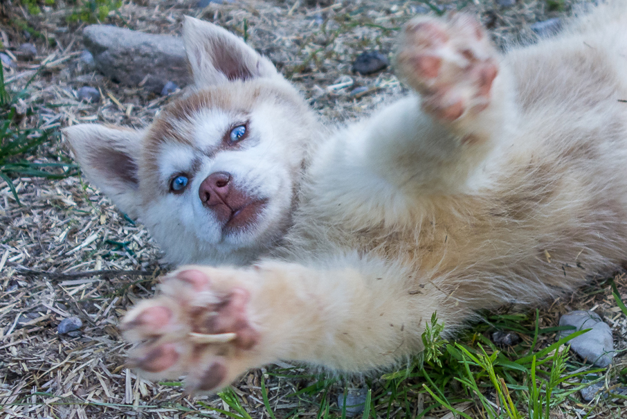Husky-Tony-Brandnertal