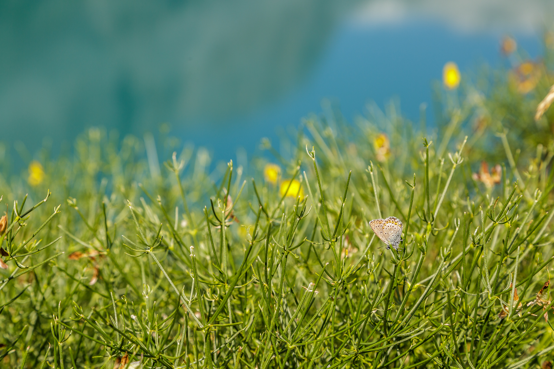 Lac-de-Tseuzier-Alpenblumen