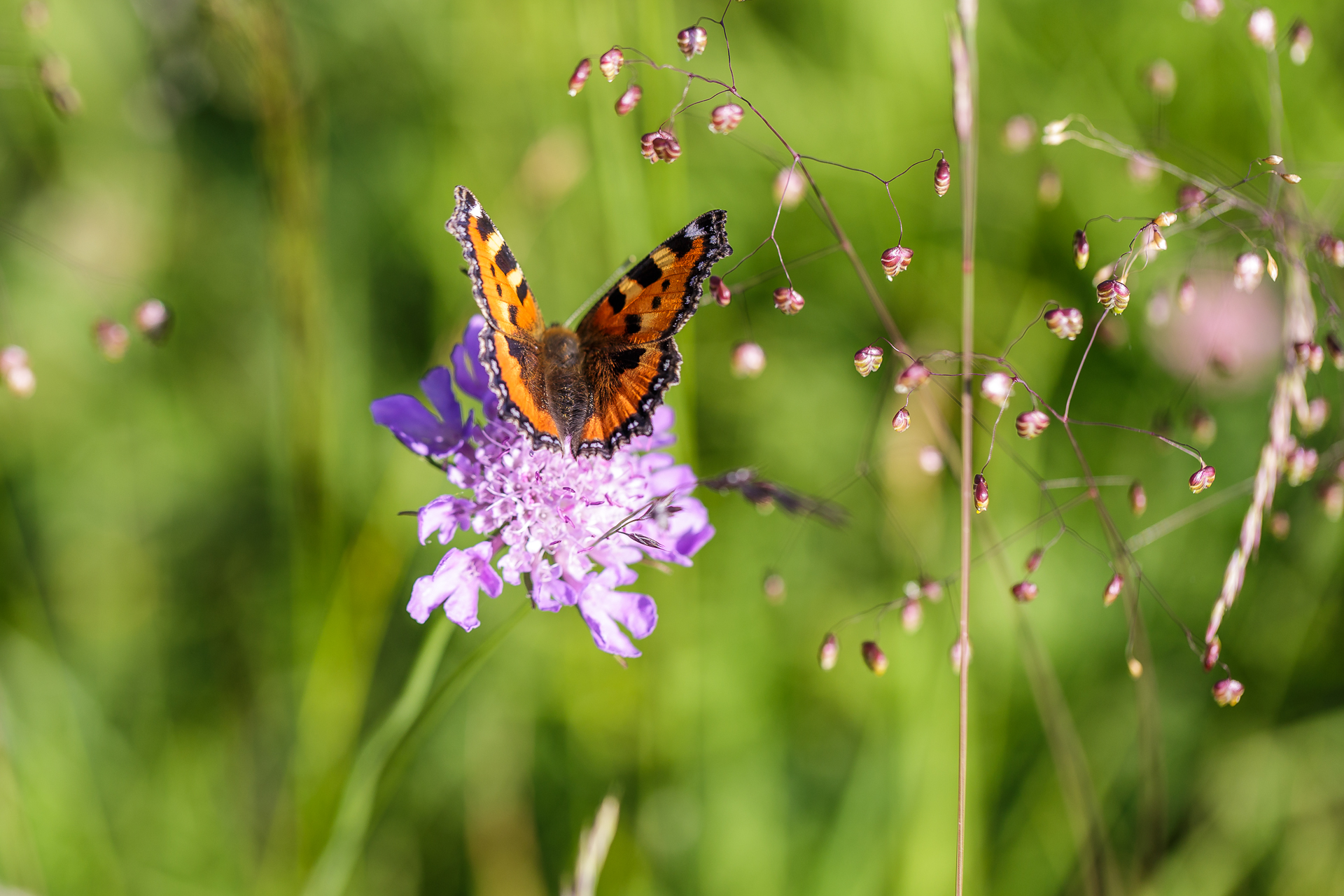 Schmetterling-Makro