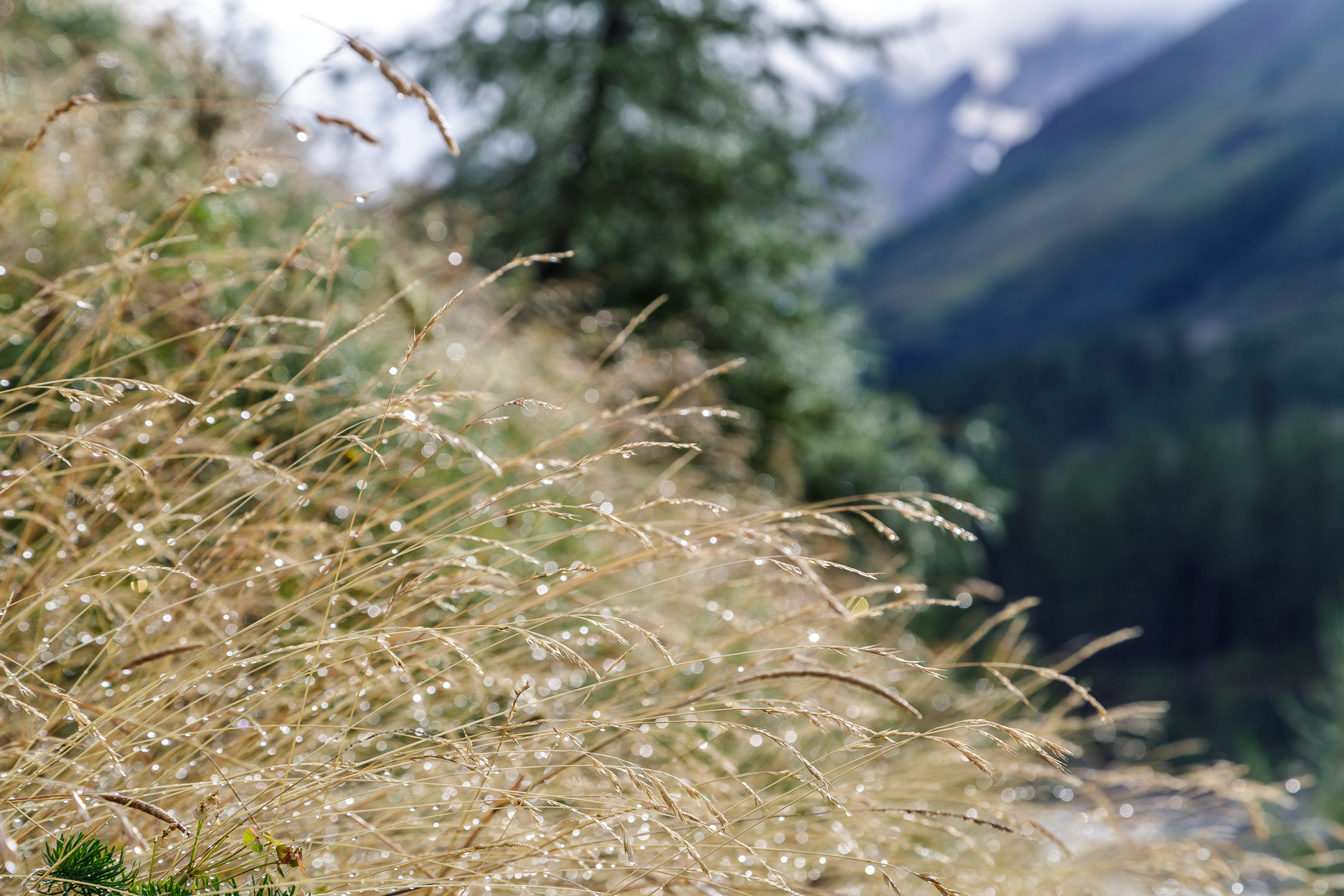 Tautropfen-Natur