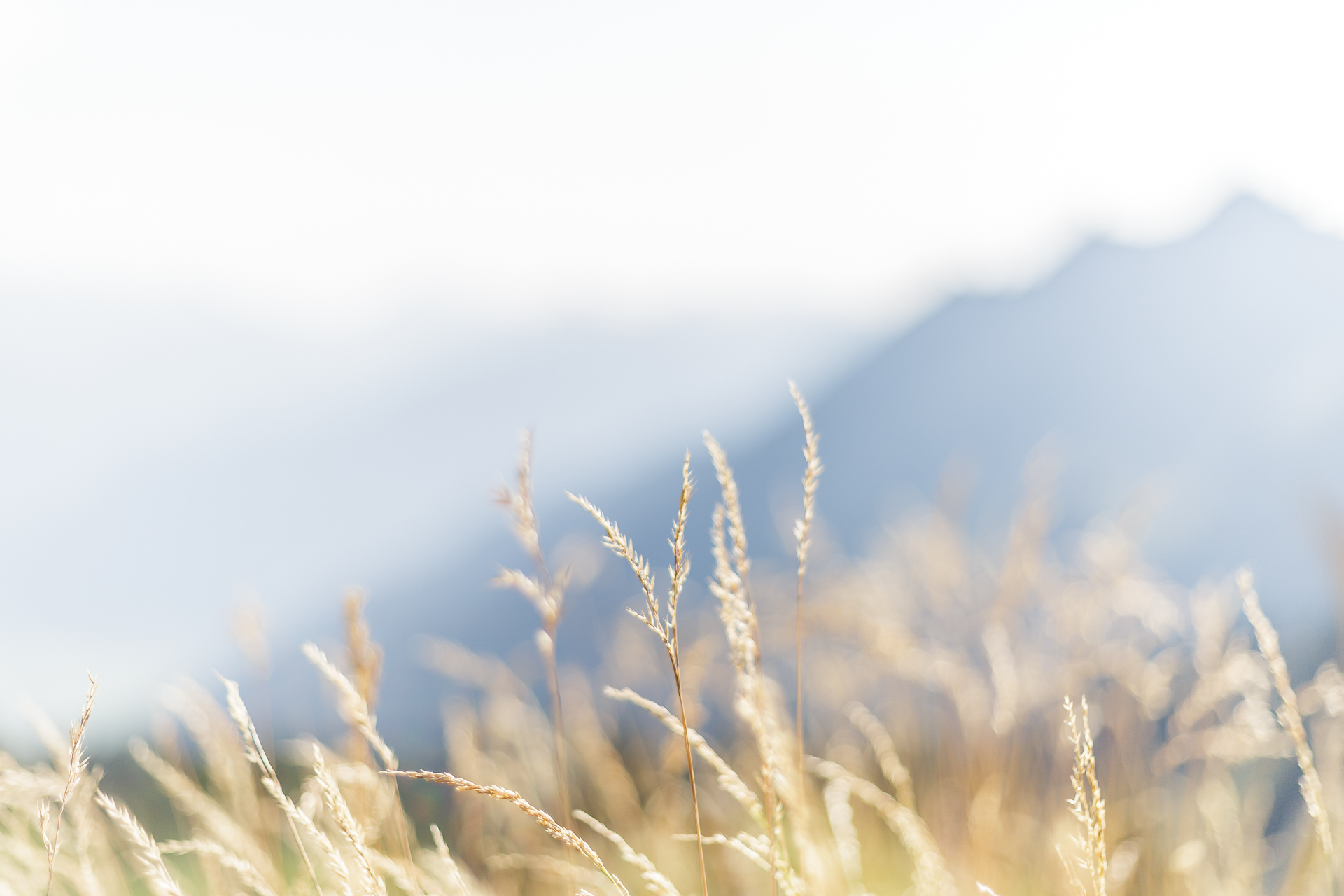 Alp-Oberchaeseren-Sommer