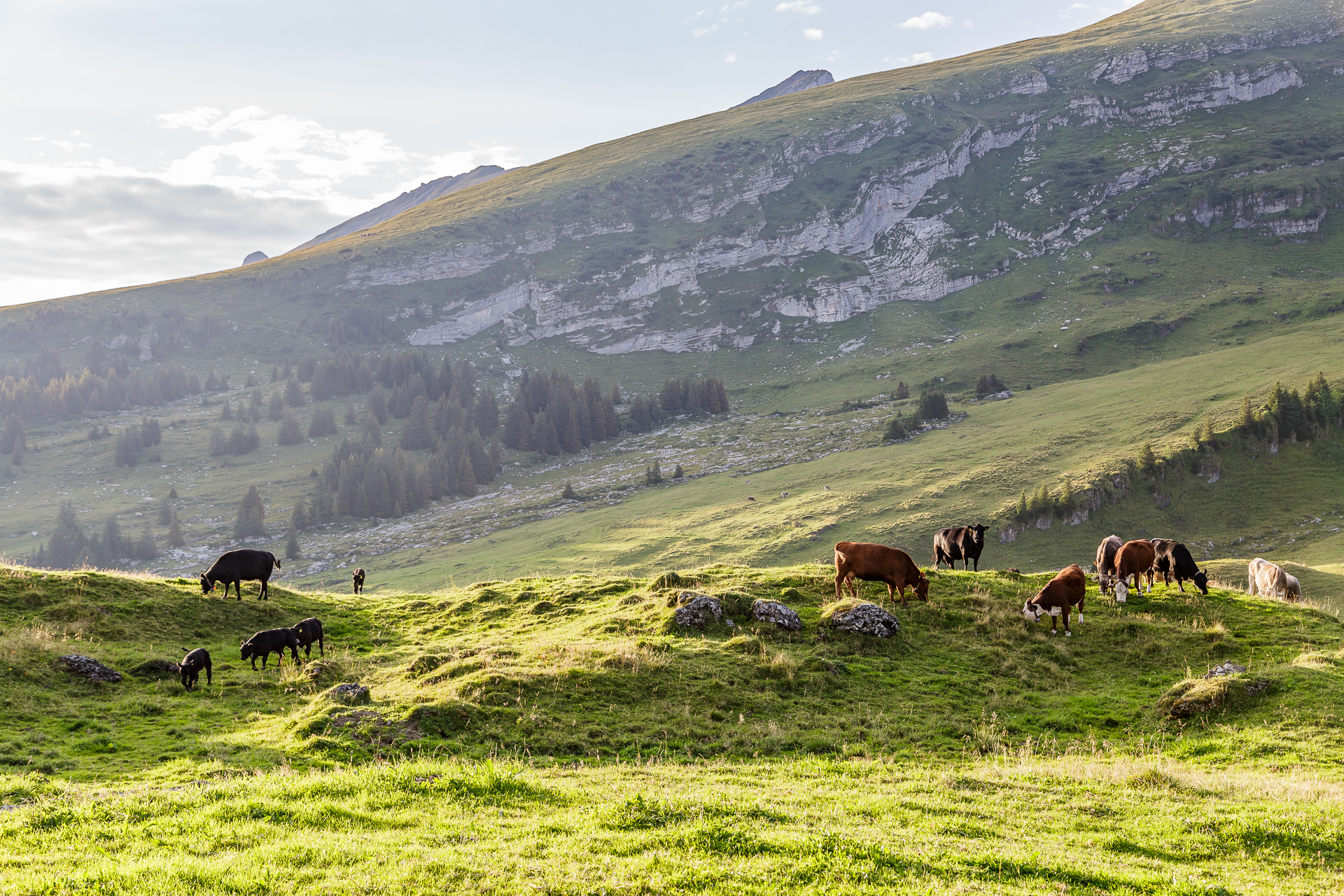 Alpbetrieb-vordere-Selunalp