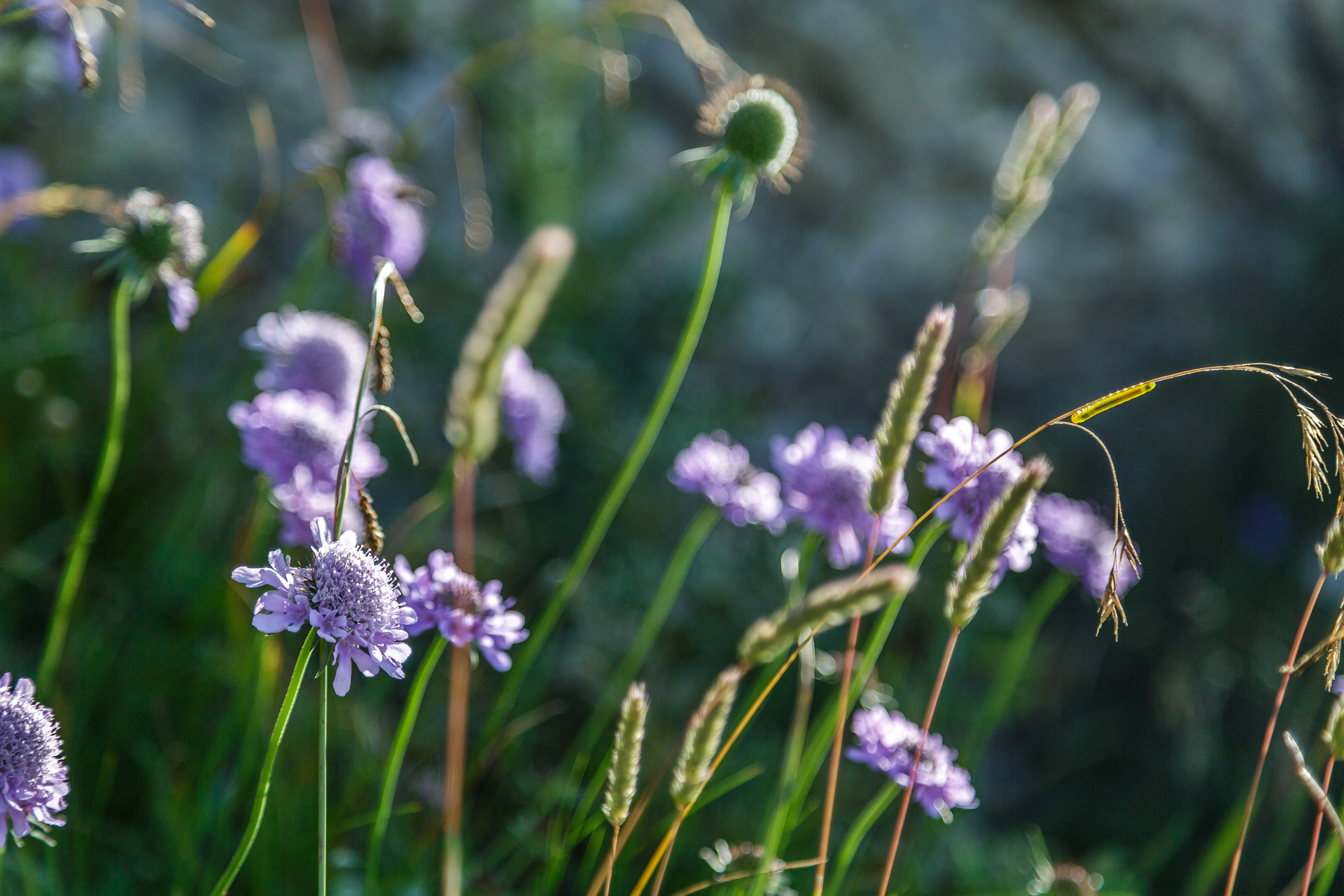 Alpblumen