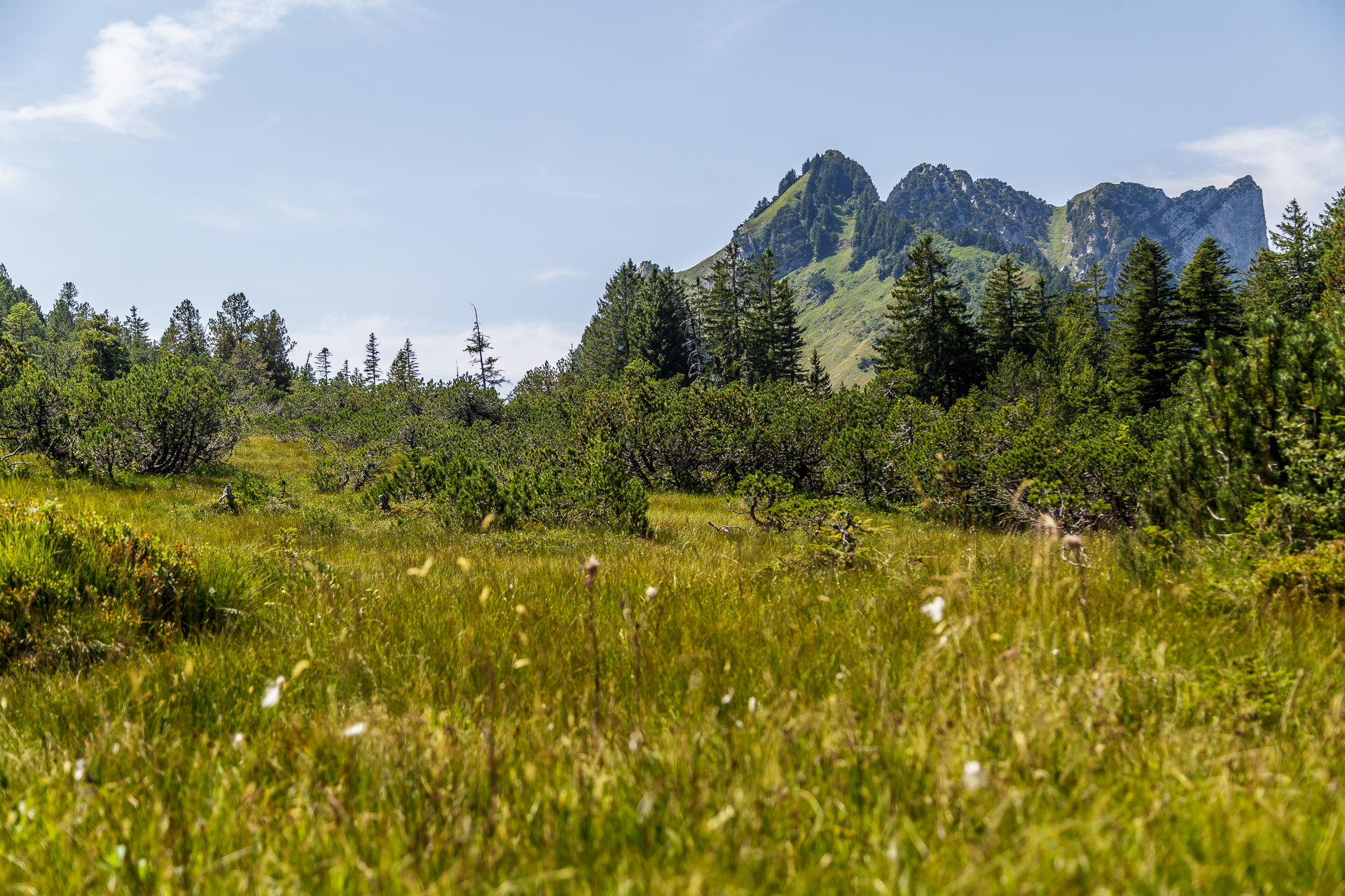 Amden-Weesen-Hochmoor