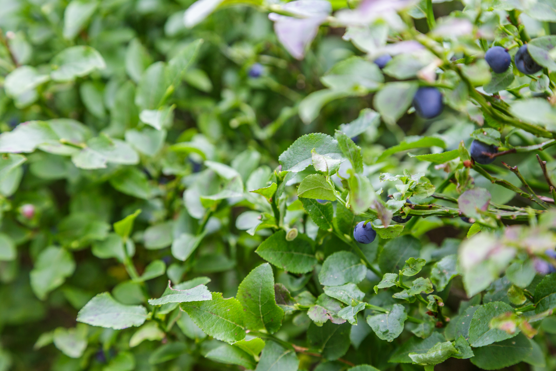 Heidelbeeren