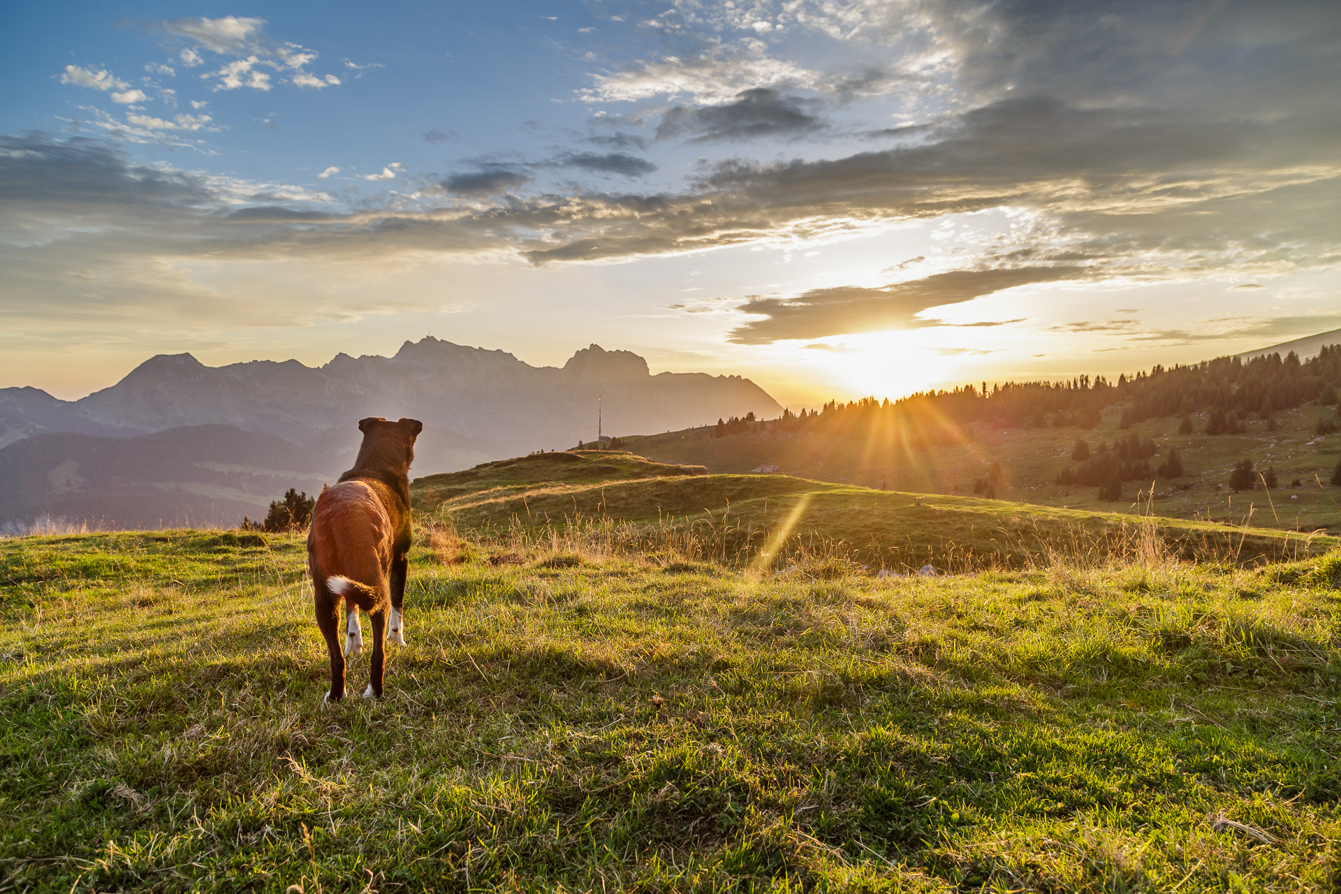 Morgenstimmung-vordere-Selunalp-Hund