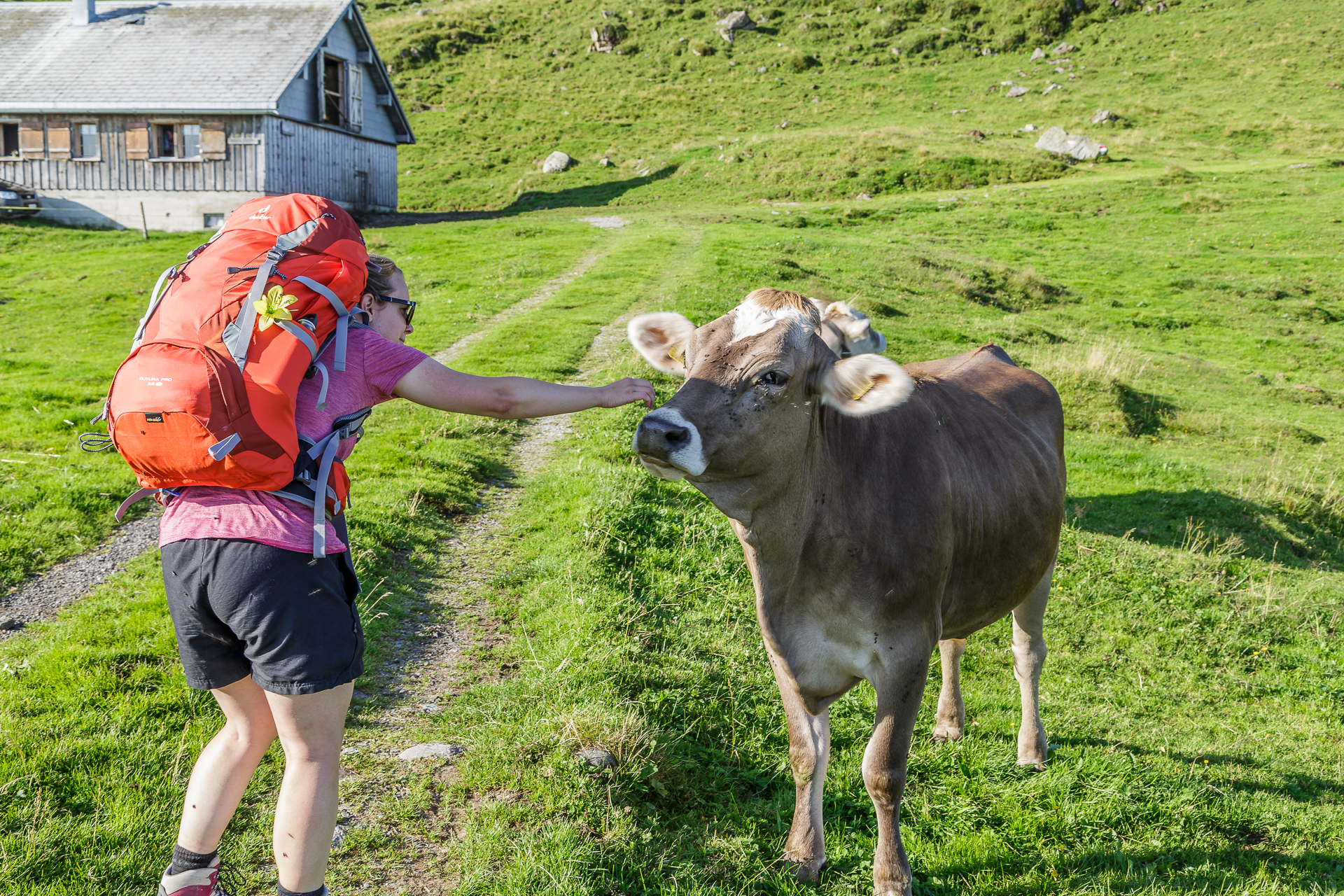Toggenburg-Alp