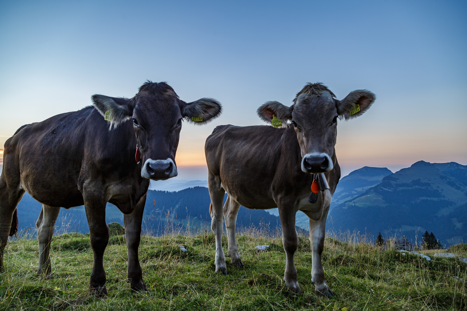 Vordere-Selunalp-Toggenburg-Kuehe