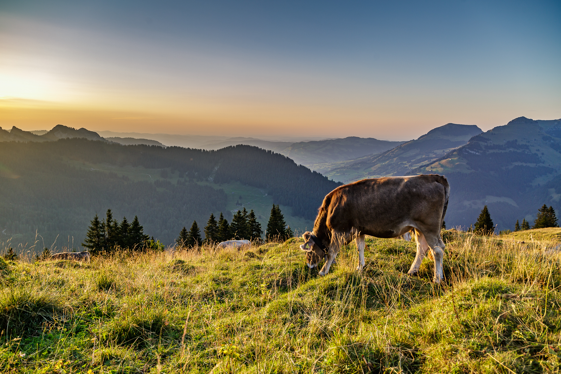 Vordere-Selunalp-Toggenburg-zAlp