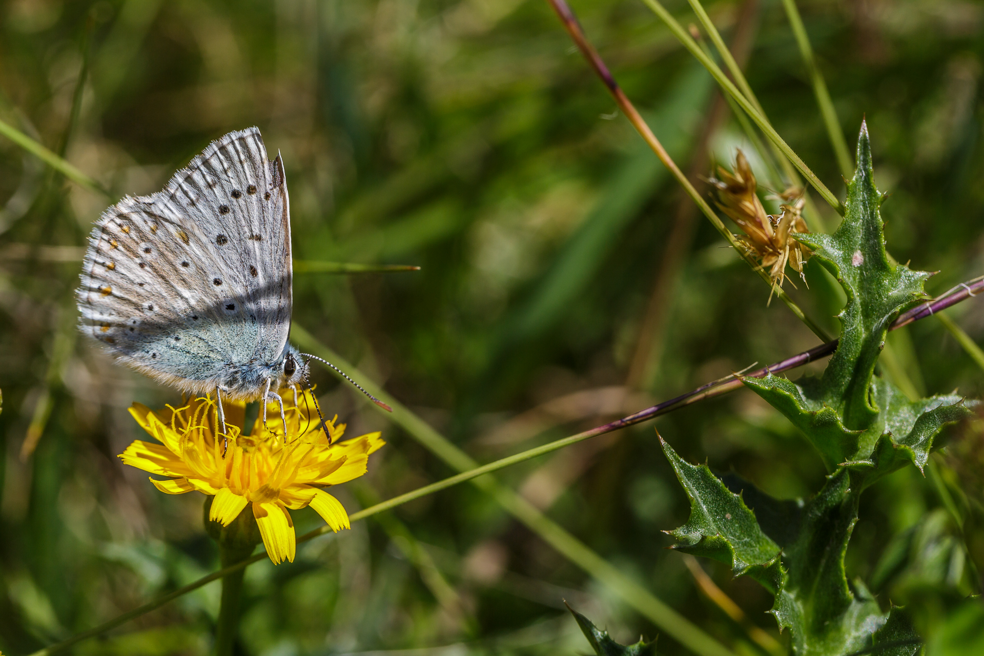 loetschental-natur-pur