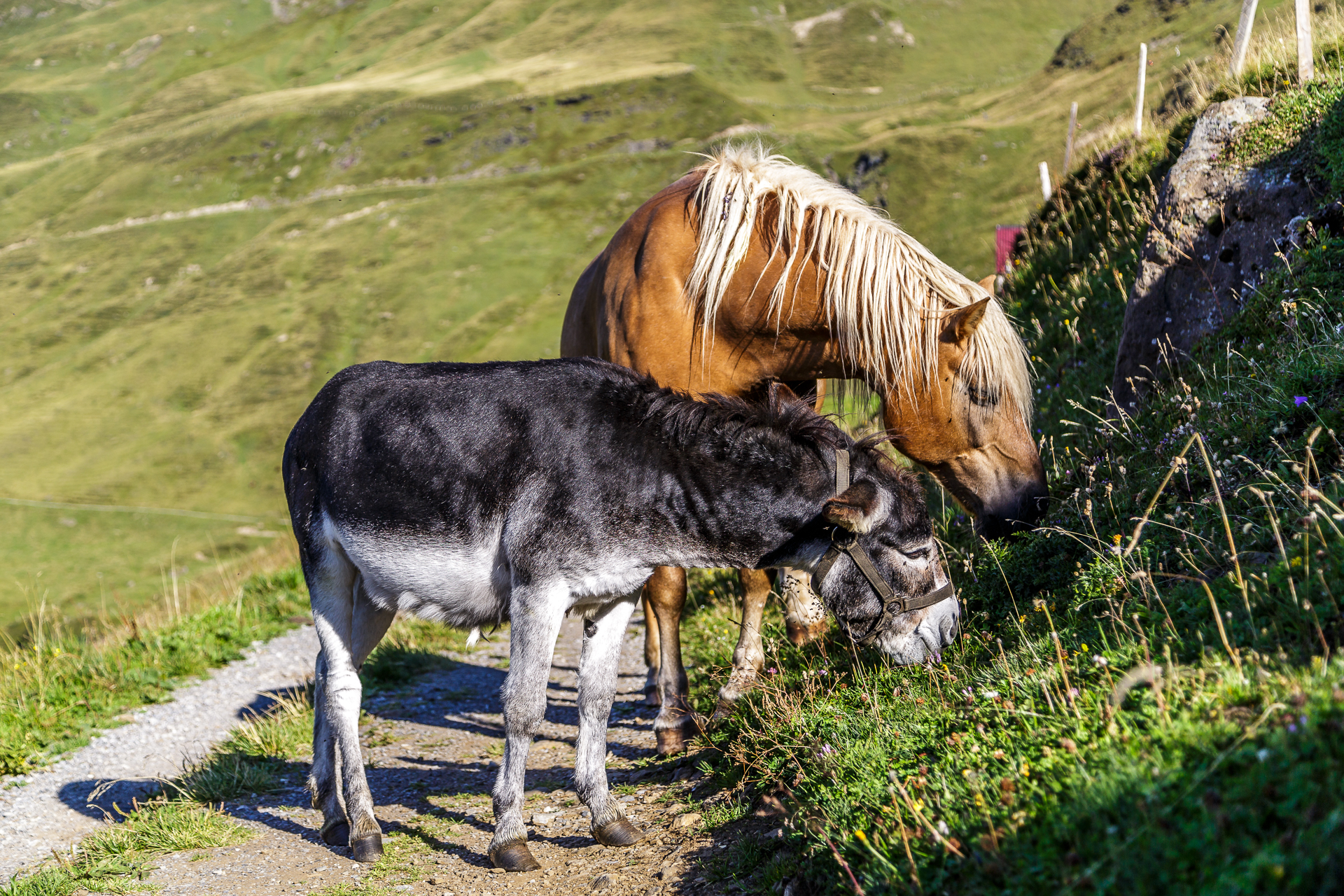 Haeggenalp