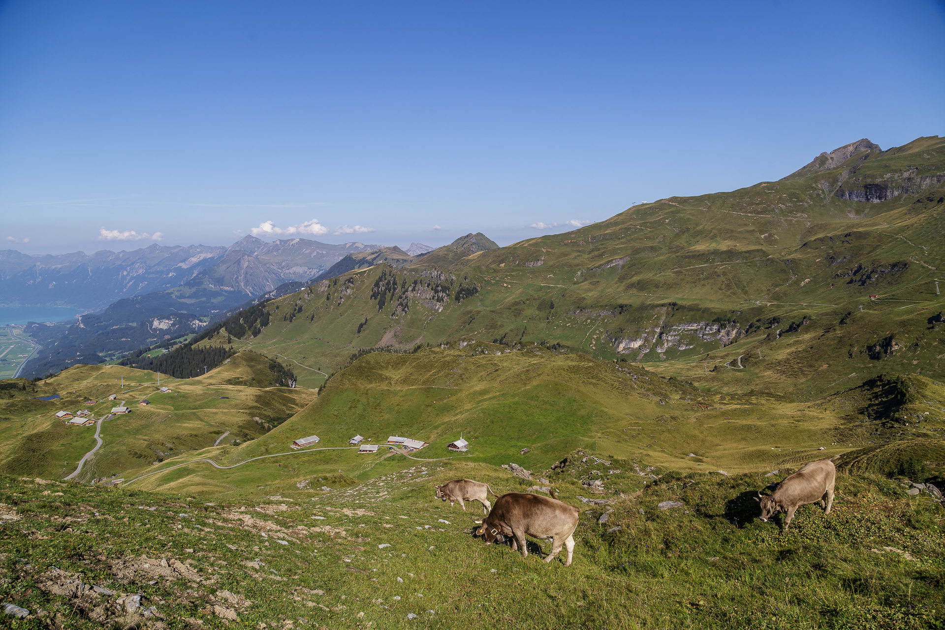 Maegisalp-Panorama