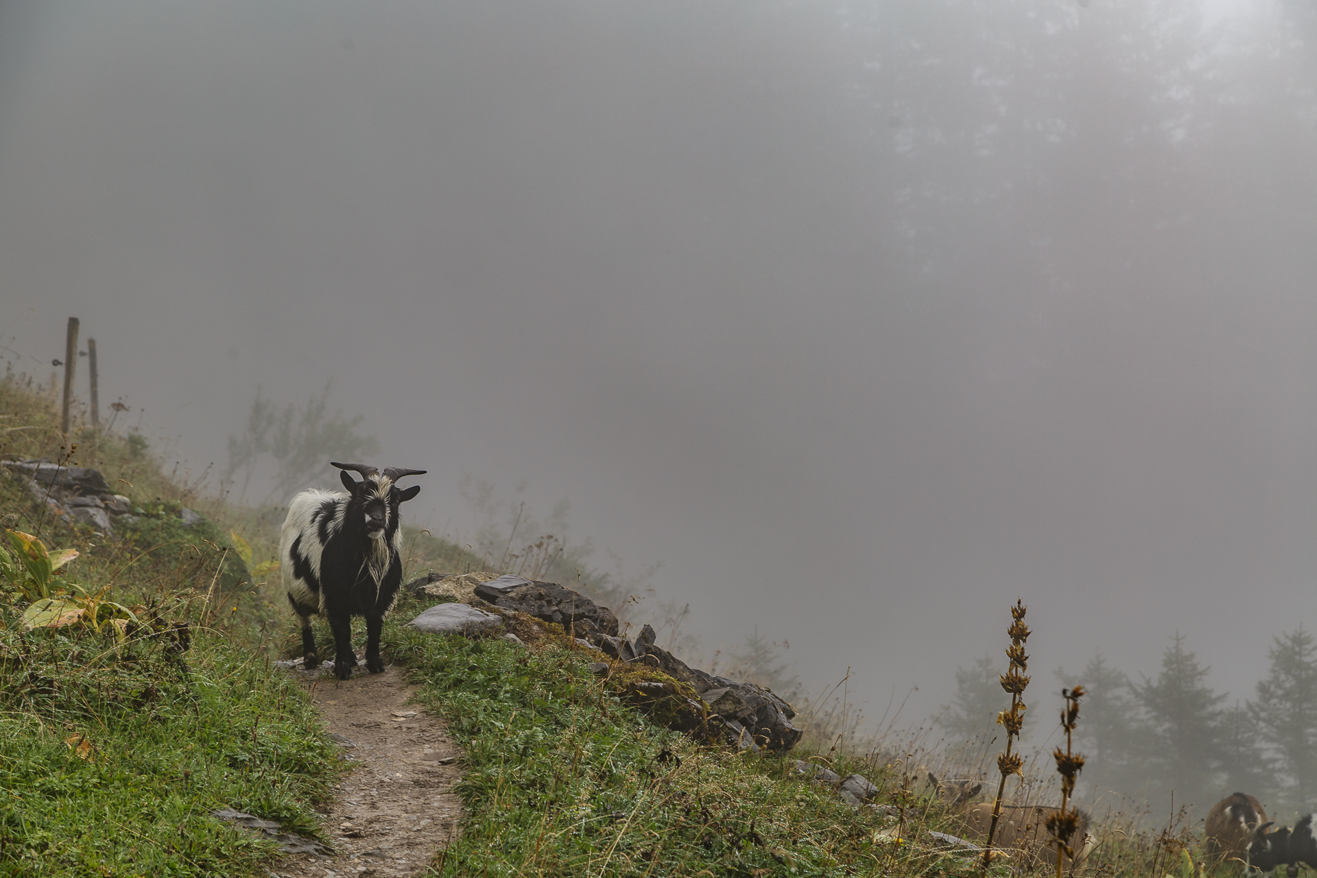Tschingelhorn-Ziegen