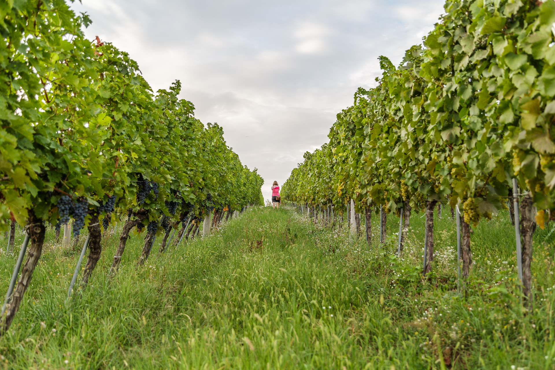 Weingut-Vrbica
