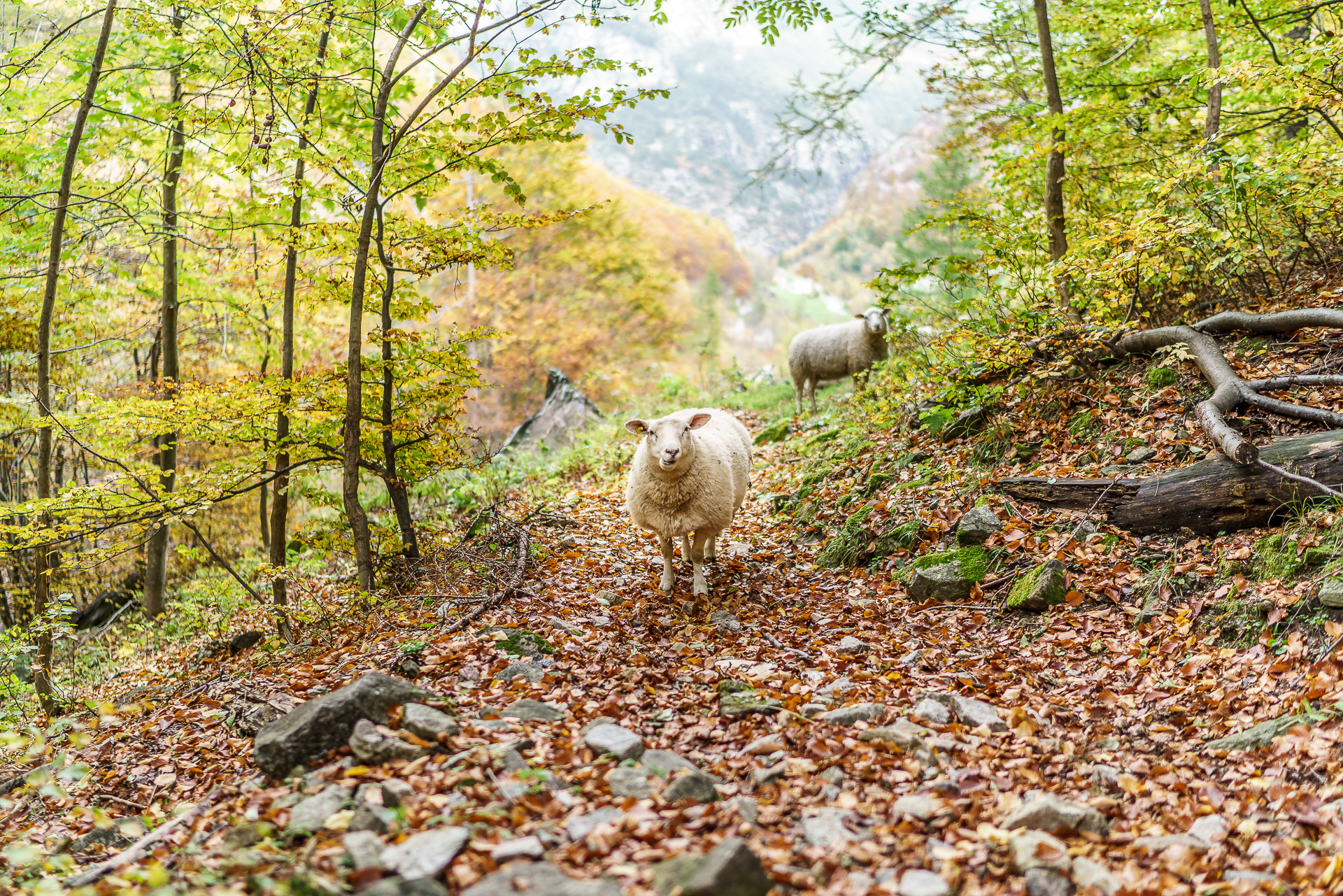 Gondo-Schafe-Herbst