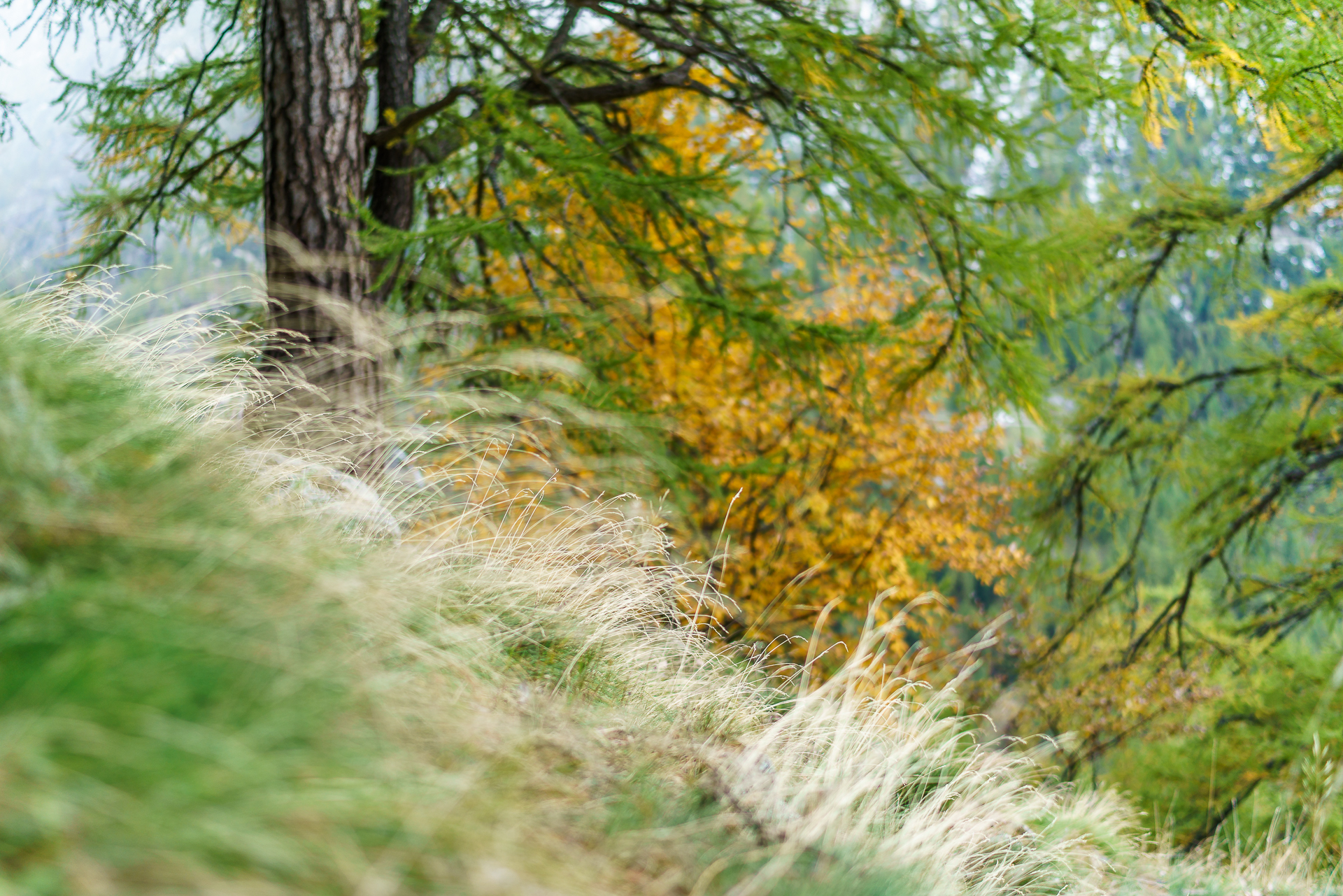 Laerchenwald-Herbst-2