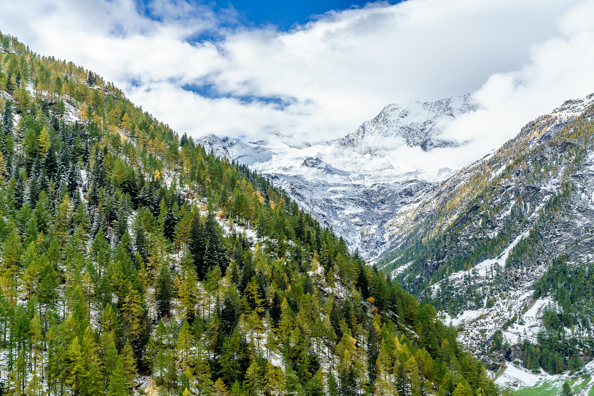 Laerchenwald-Simplon