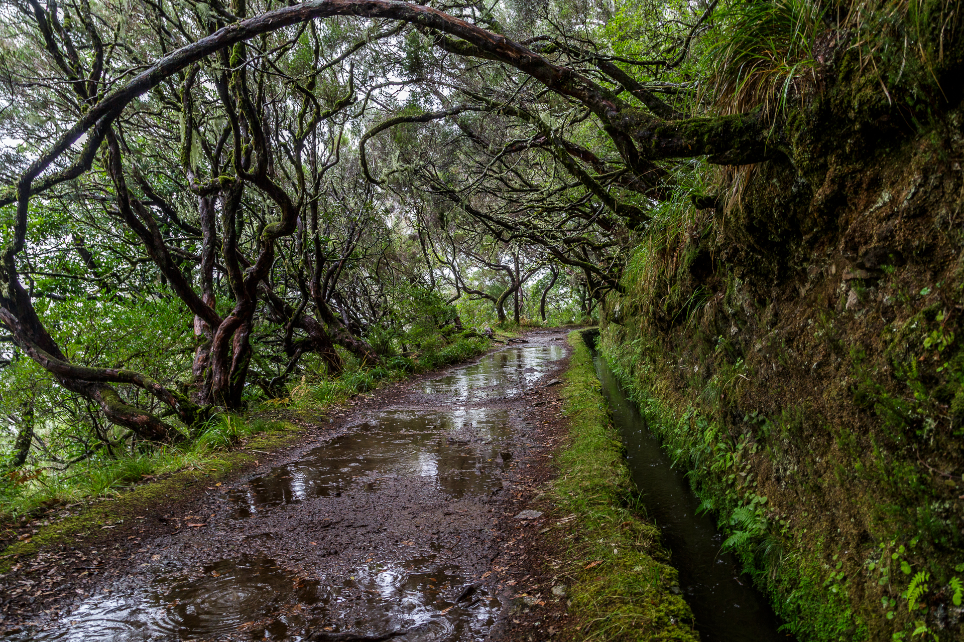 Madeira-Laurisilva-Levada-Wanderung-1