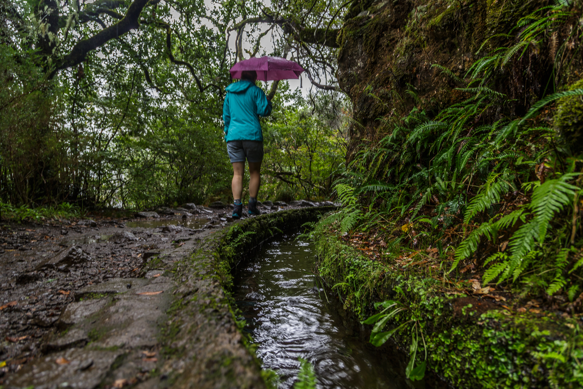 Madeira-Laurisilva-Levada-Wanderung-2