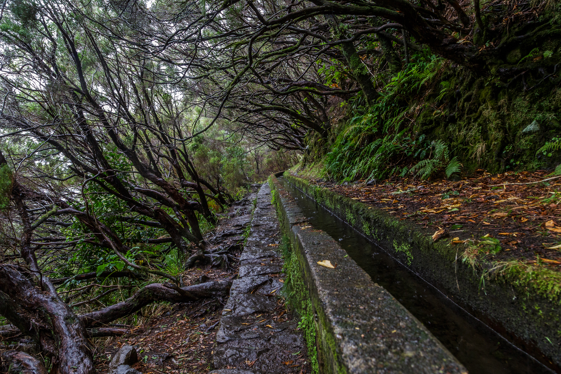 Madeira-Laurisilva-Levada-Wanderung-4