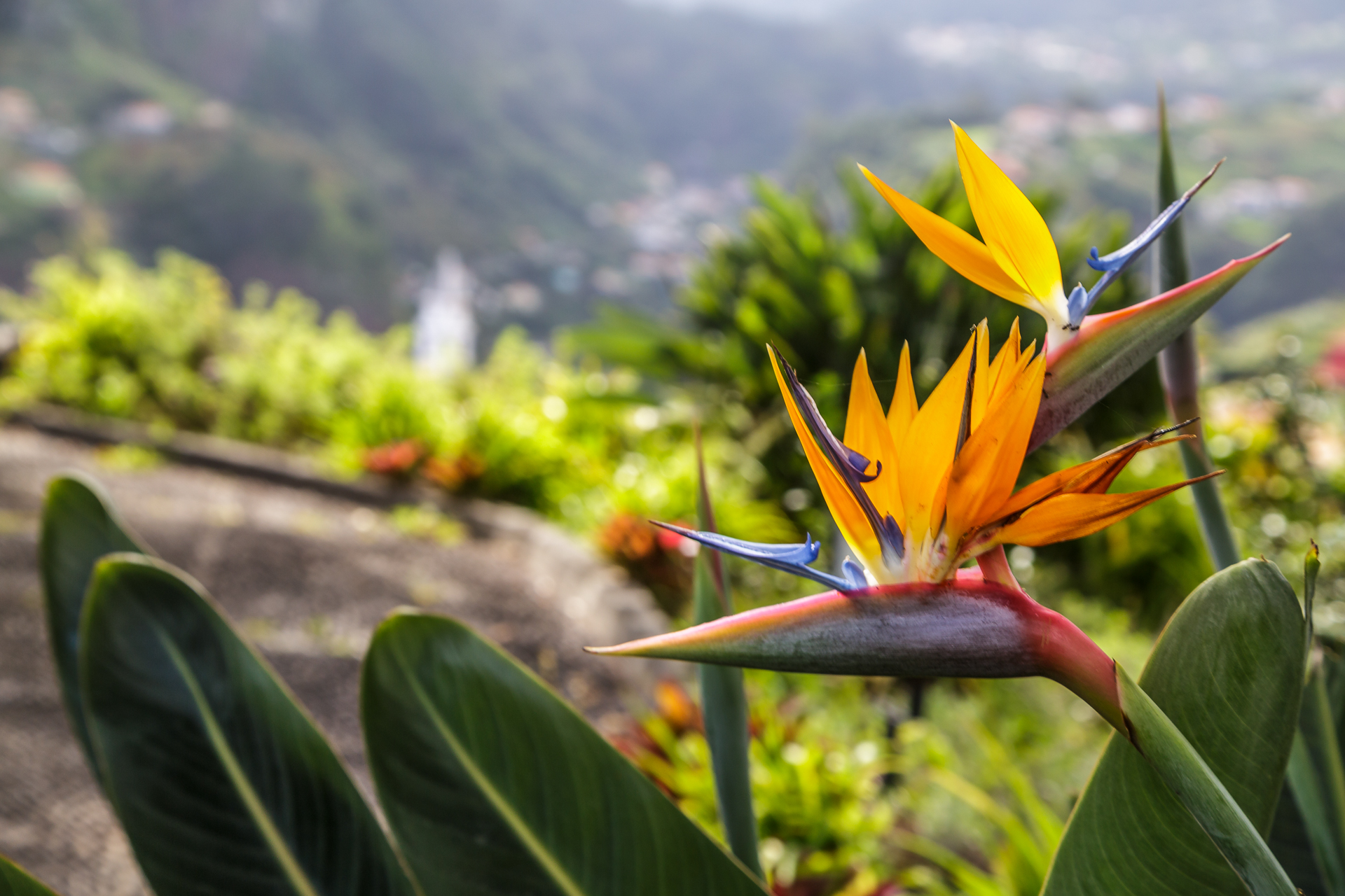 Madeira-typische-Blume