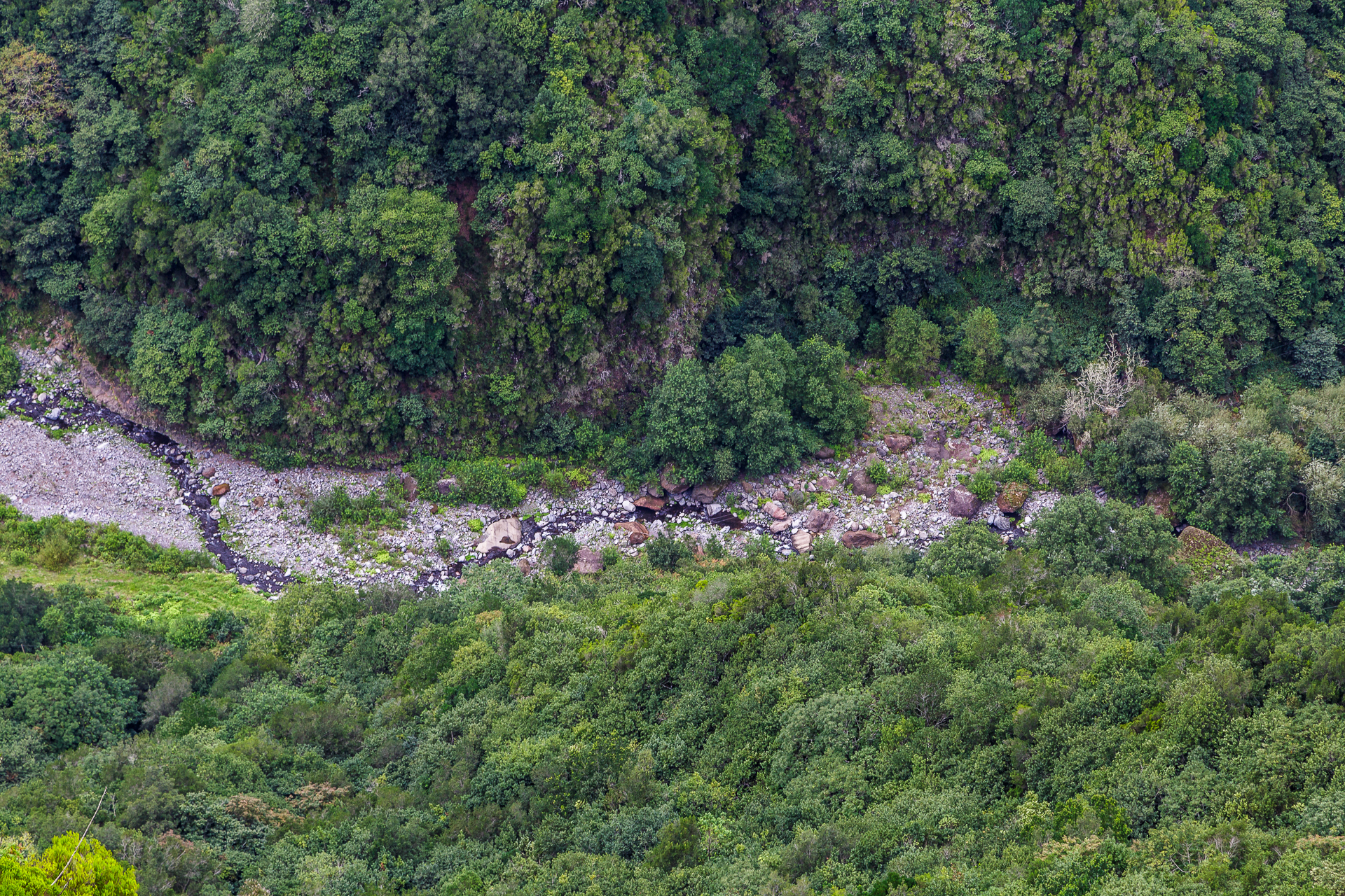 madeira-ribeiro-frio-Laurisilva