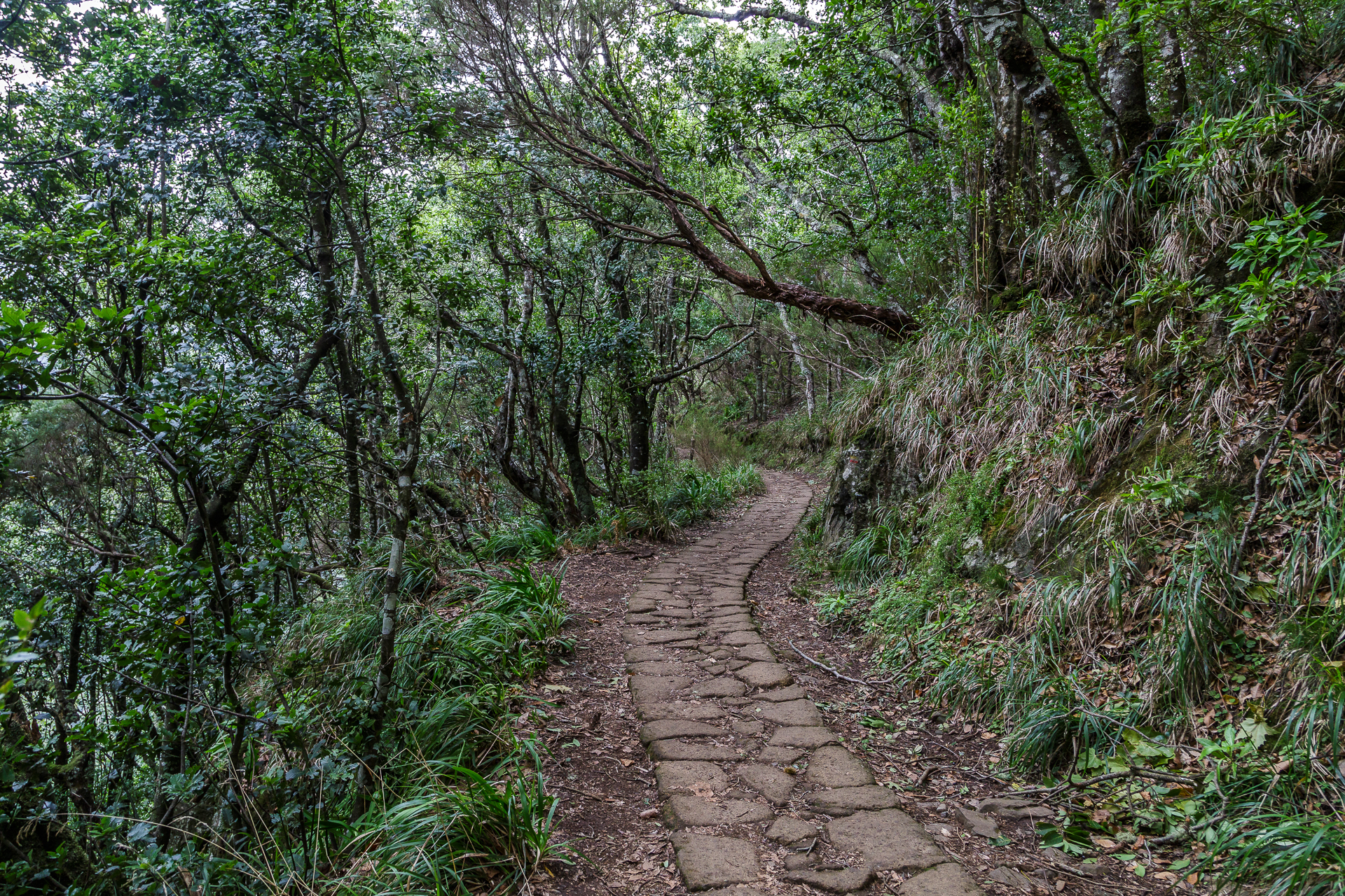 madeira-ribeiro-frio-Levadas