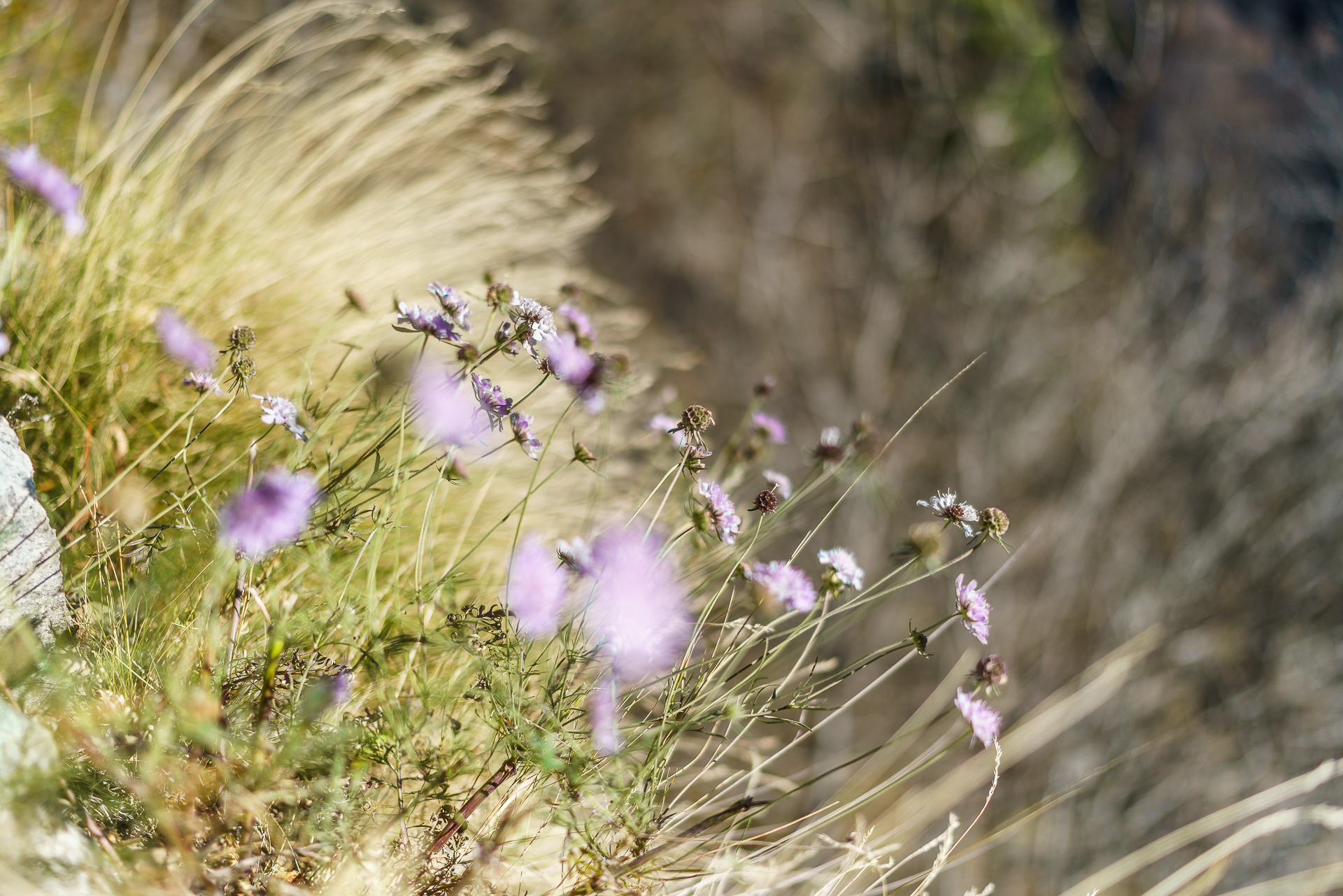 Baltschiedertal-Natur