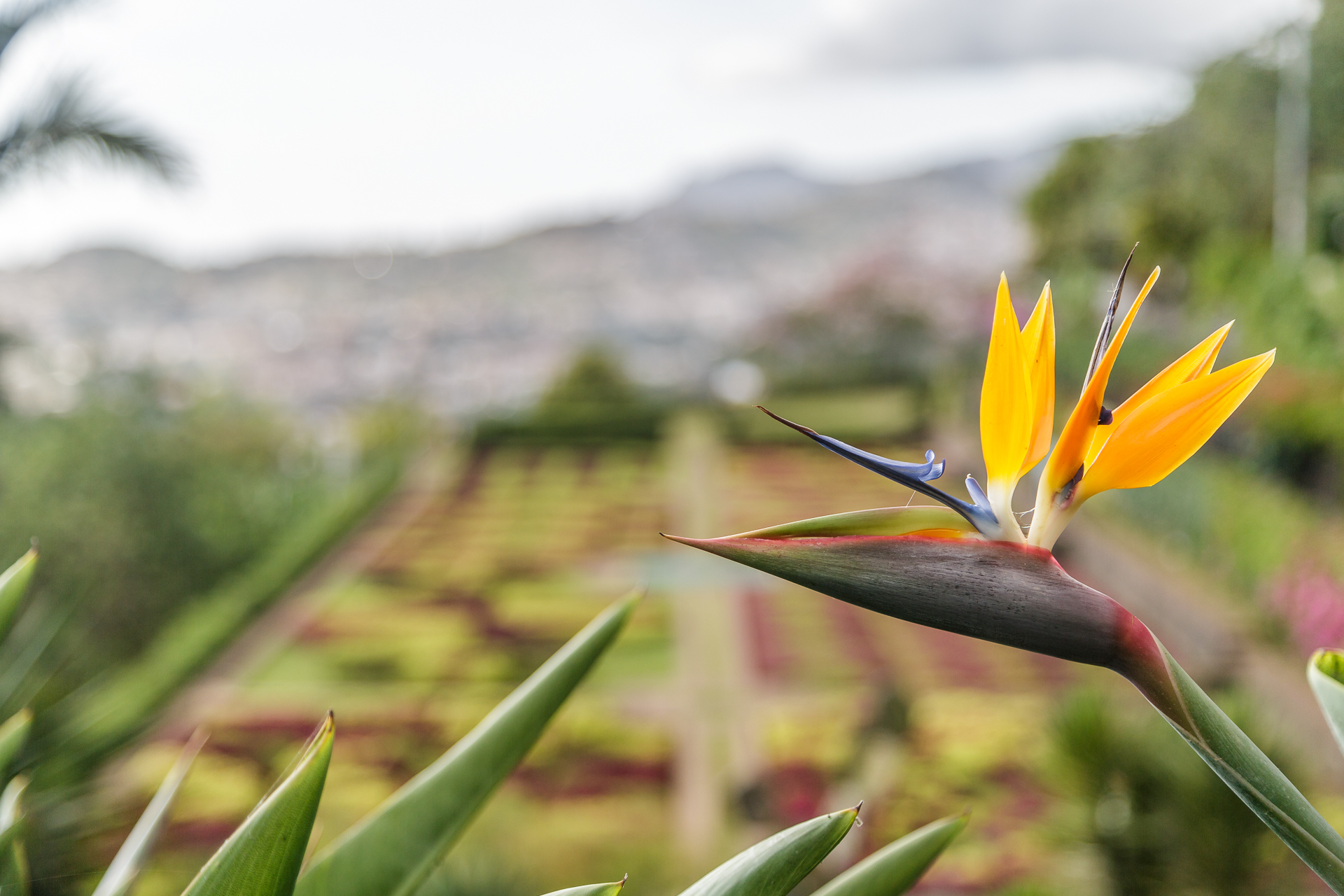 Jardim-Botanico-Funchal-2
